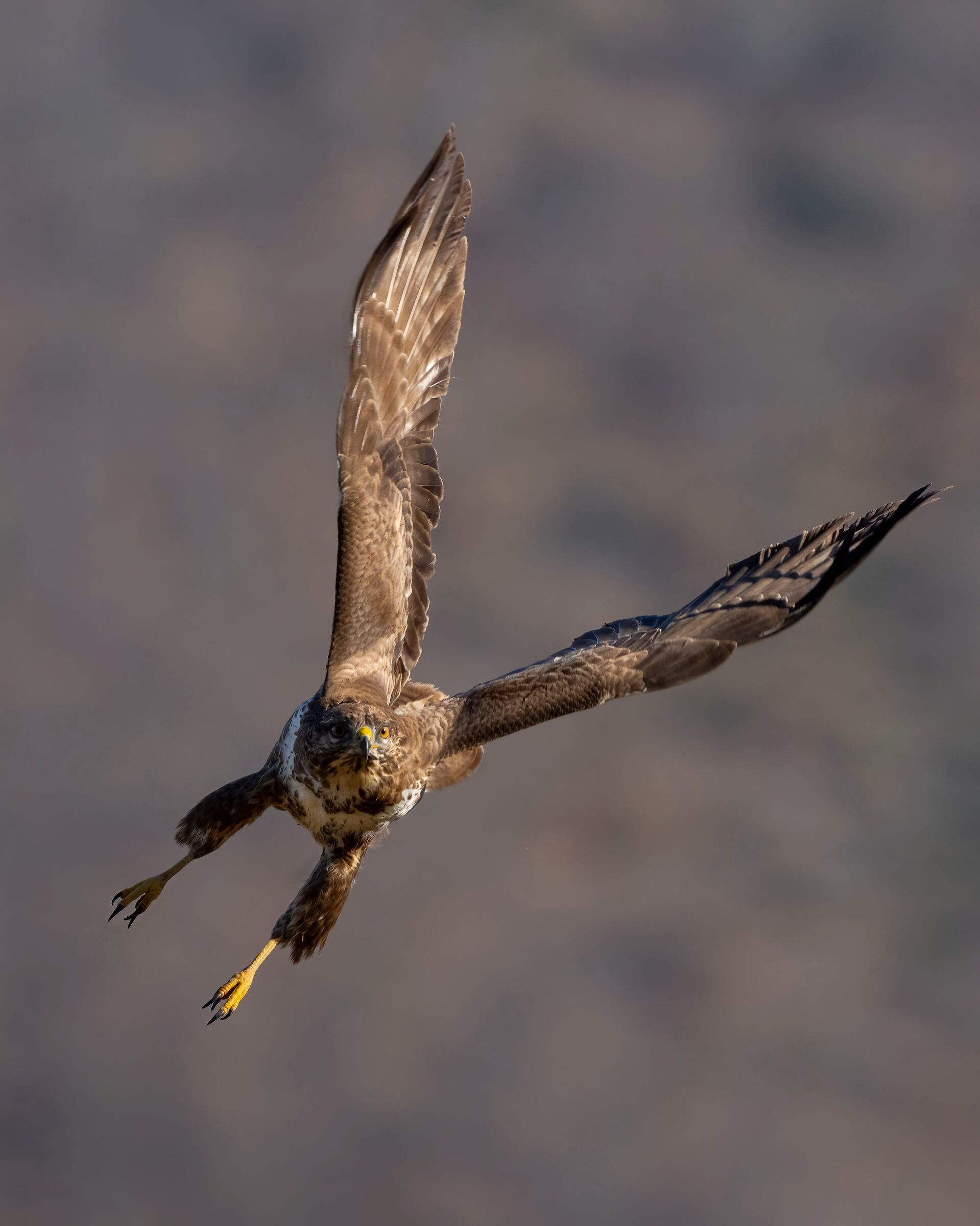 Buzzard at take-off