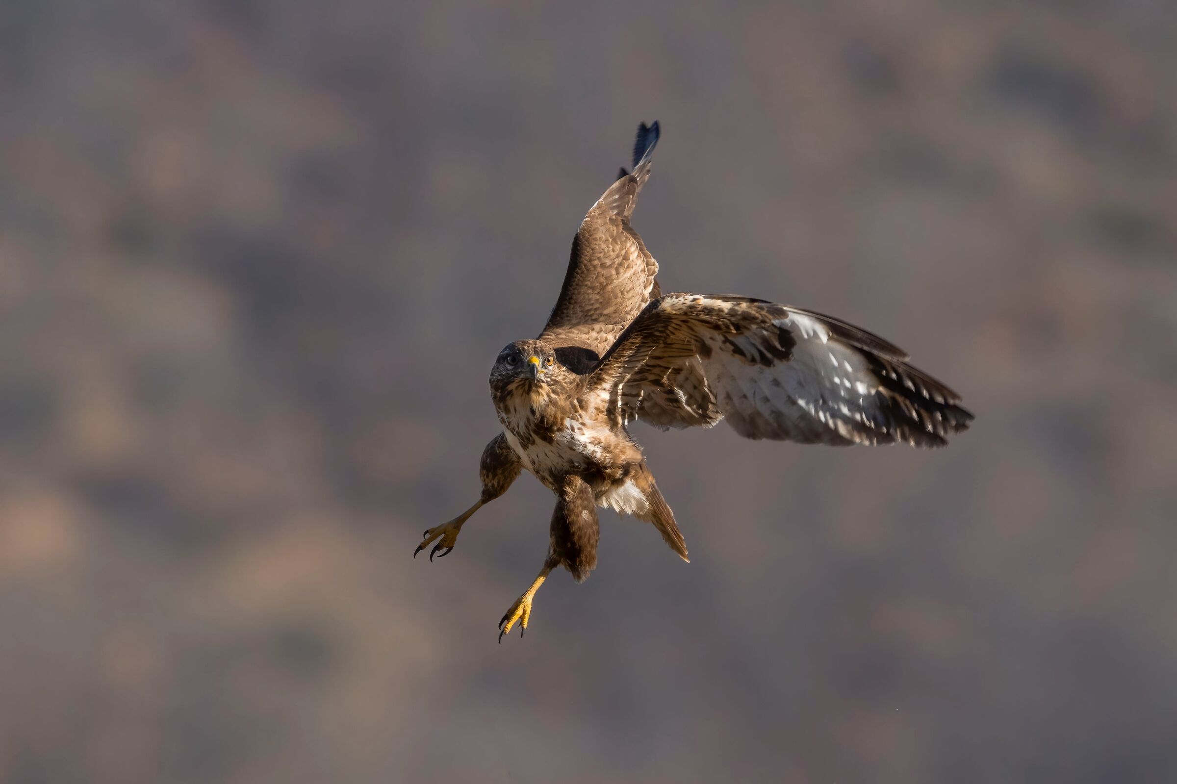 Buzzard at take-off