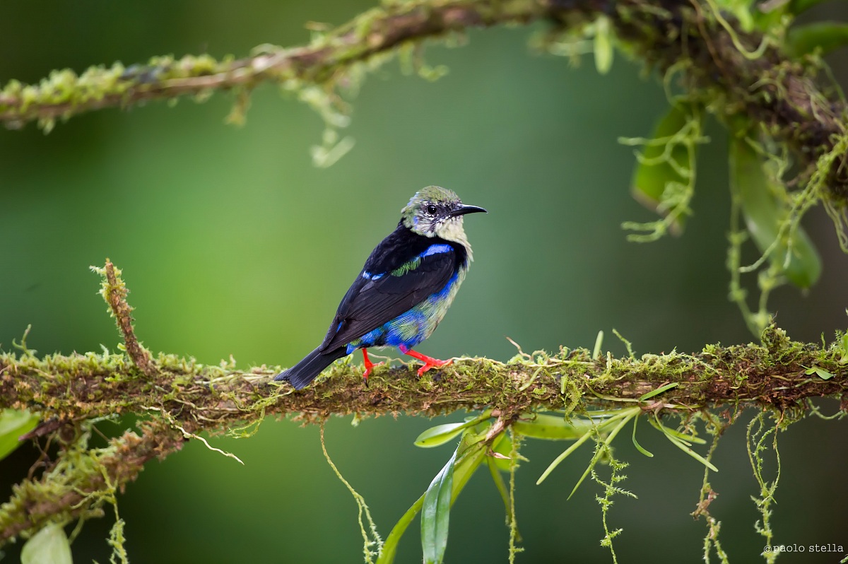 Red-Legged Honeycreeper immature male
