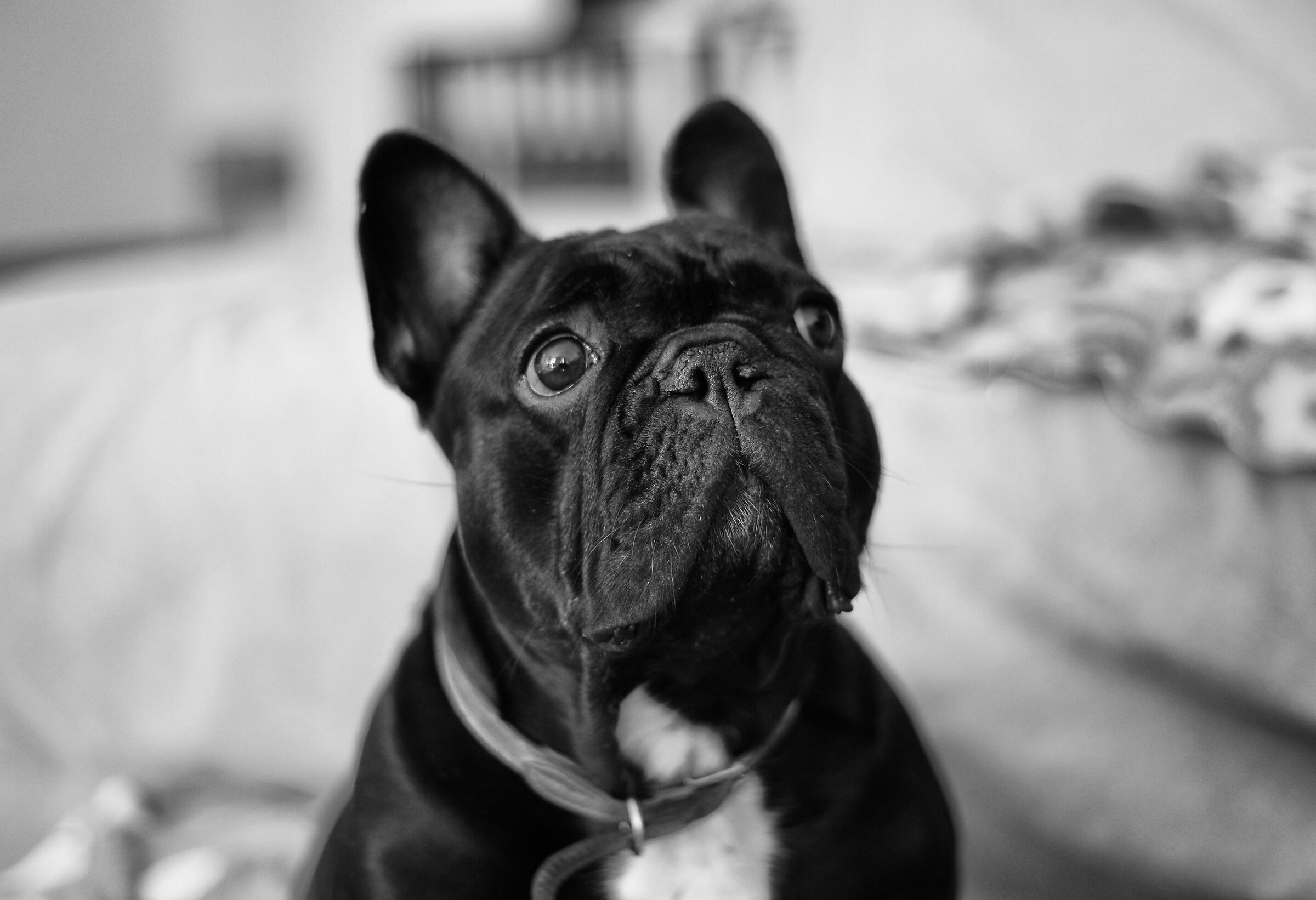 Margot