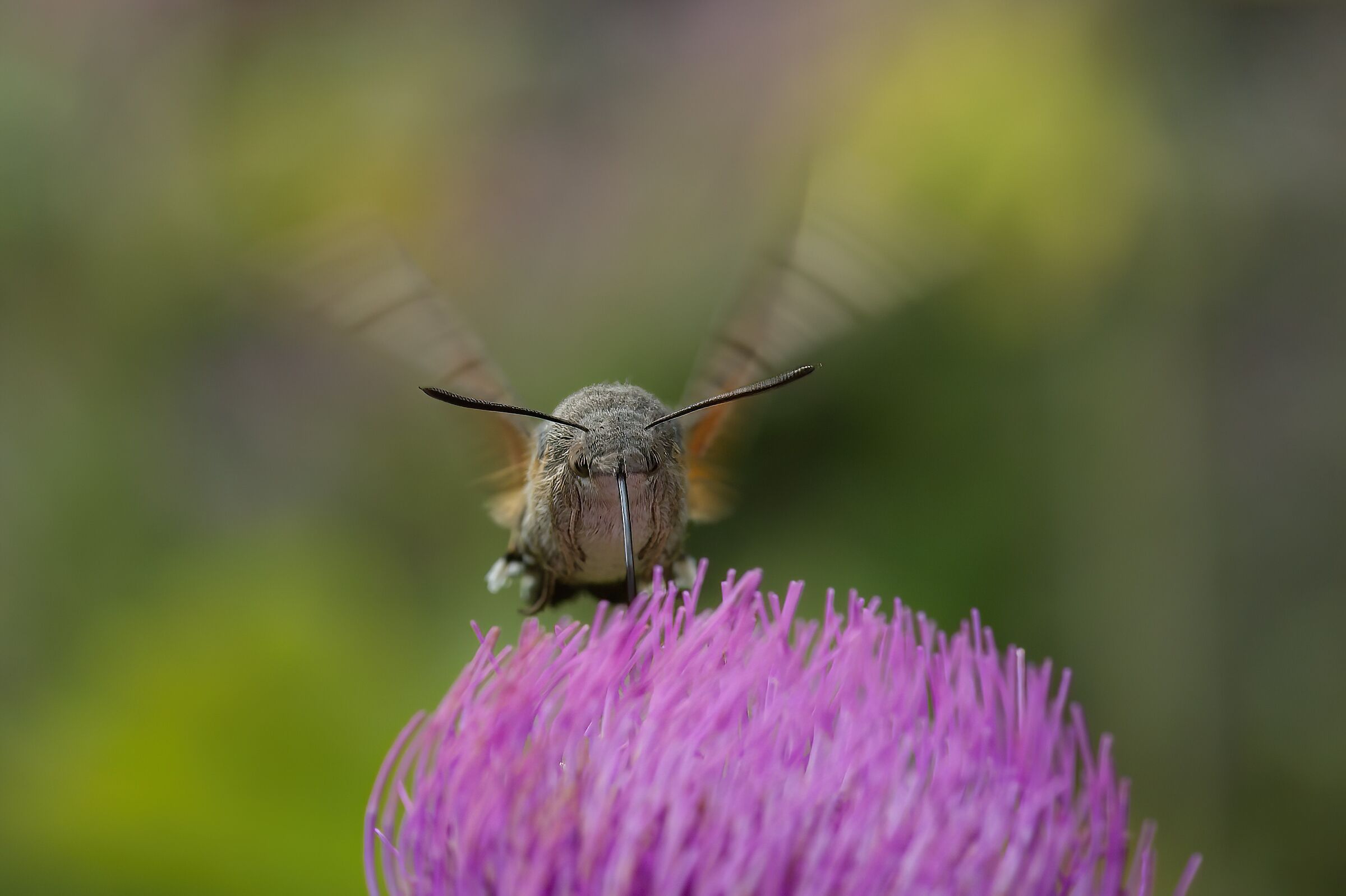 Galium Sphinx (Macroglossum stellatarum)