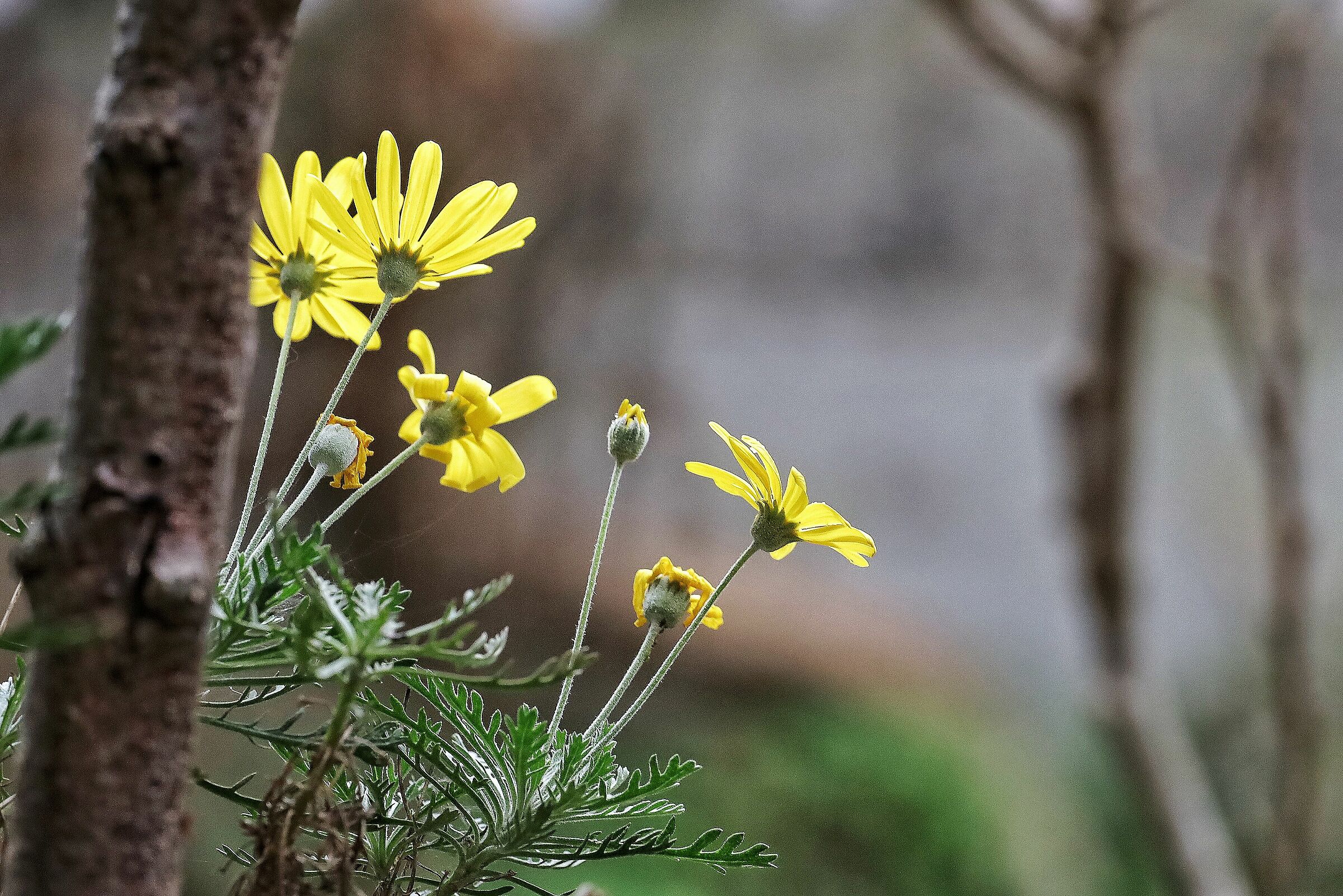 Euryops pectinatus