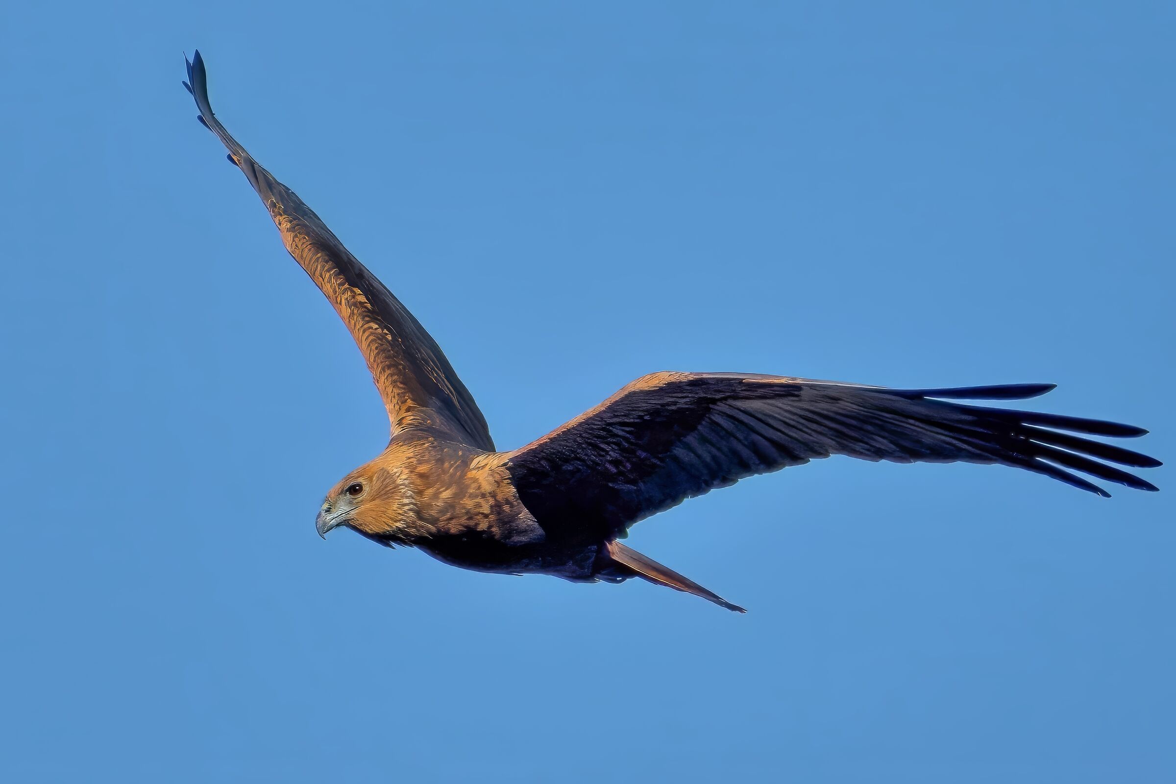 Falco di palude (Circus aeruginosus)