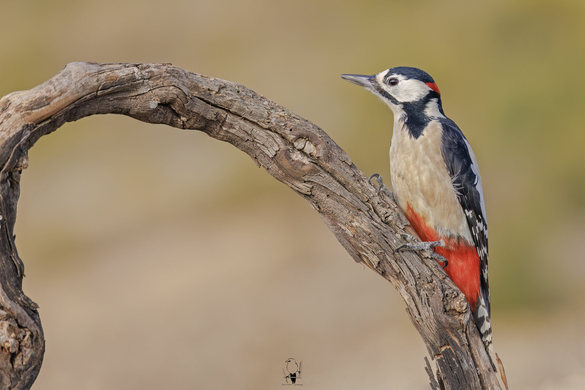 Picchio rosso maggiore &male;