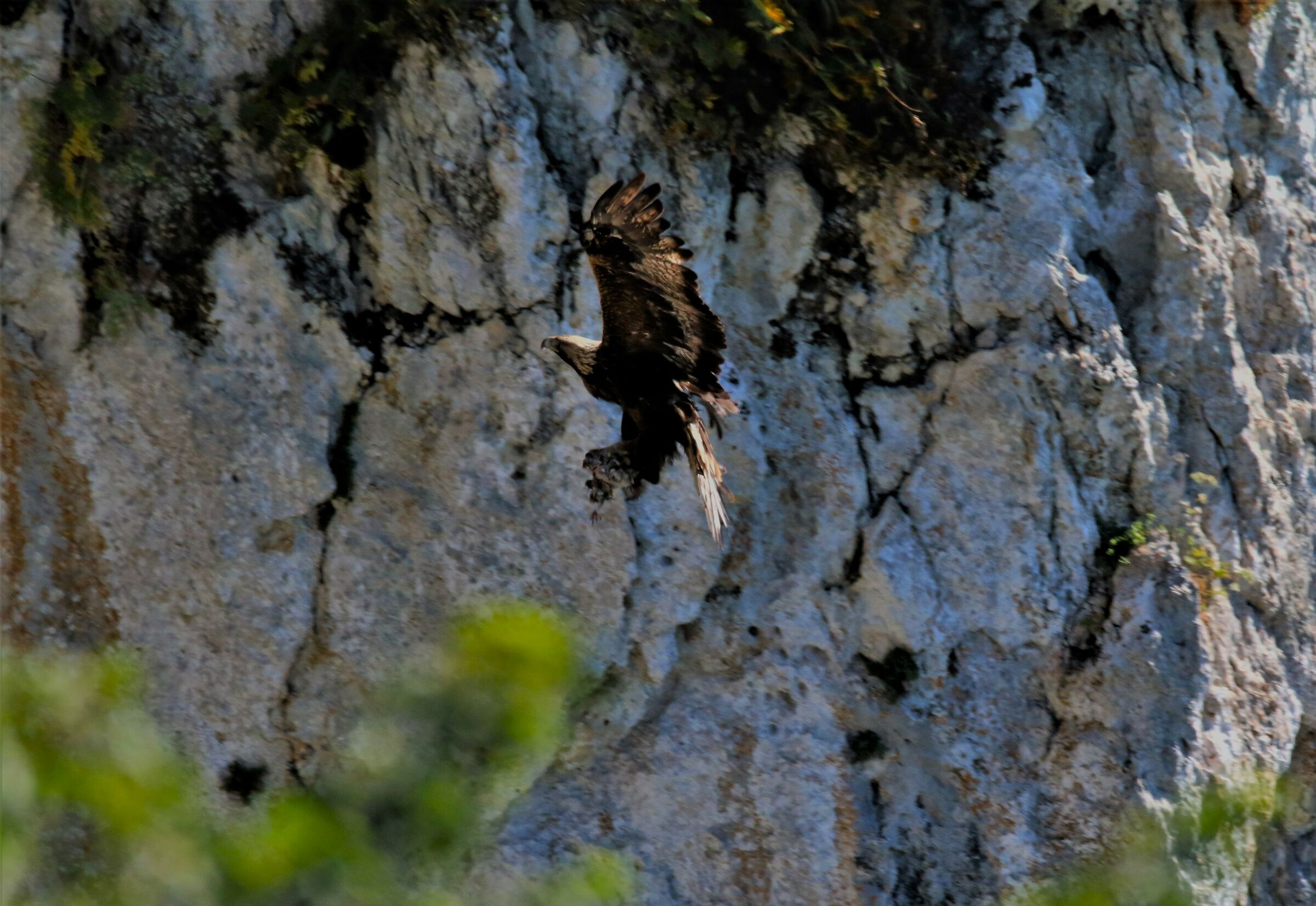Aquila Reale con preda