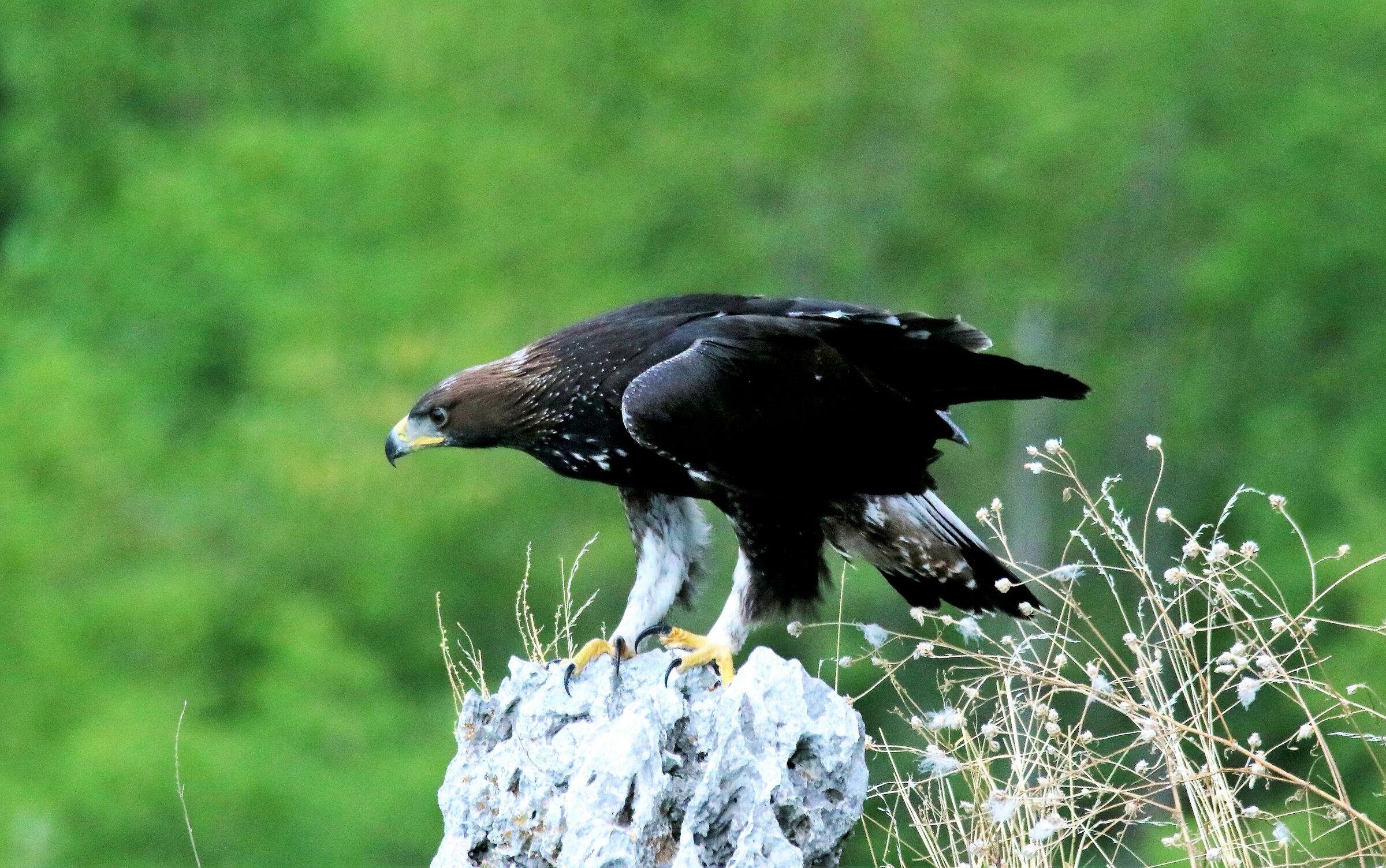 Giovane dell'Anno su posatoio