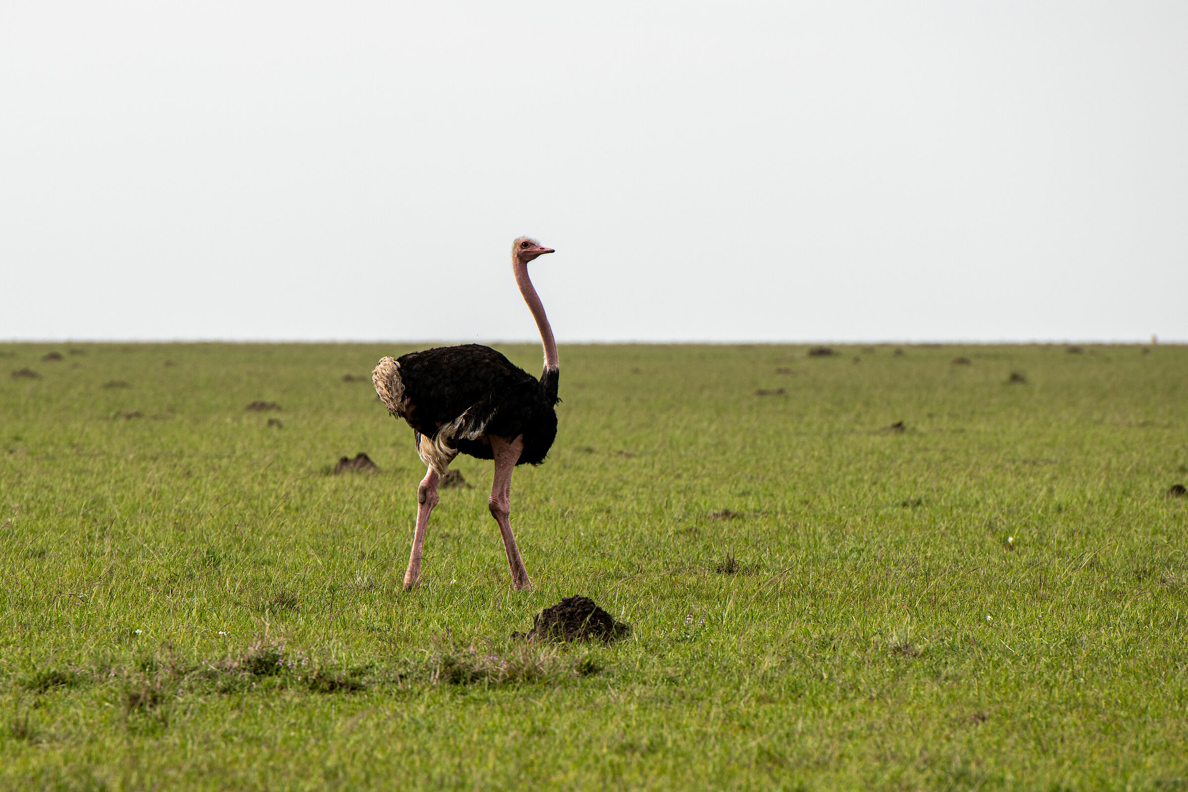 Struzzo nel Masai Mara