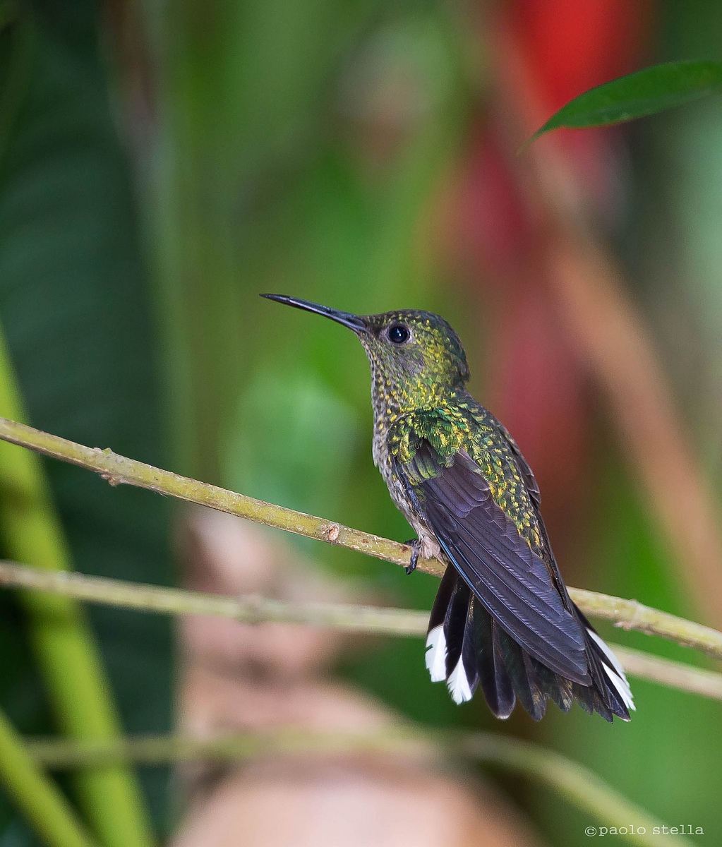Magnificent Hummingbird female