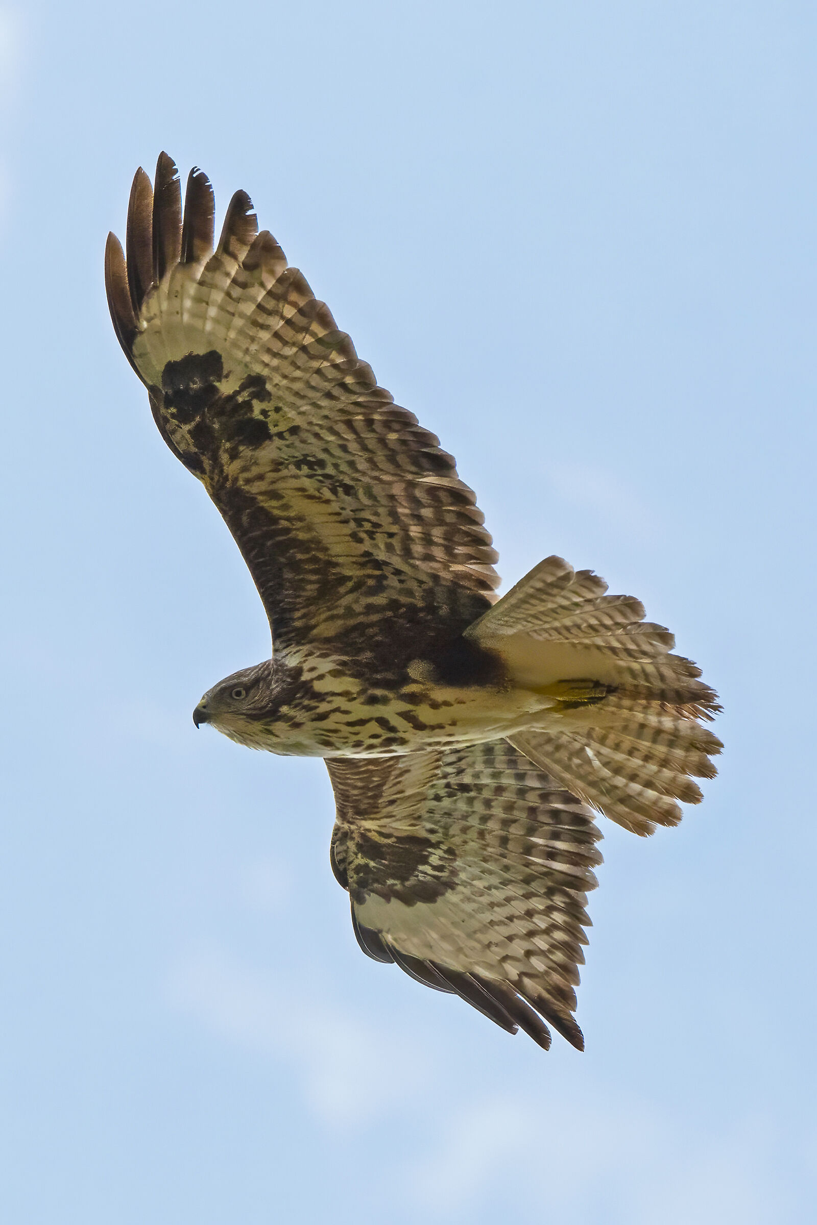 The gaze of the Buzzard