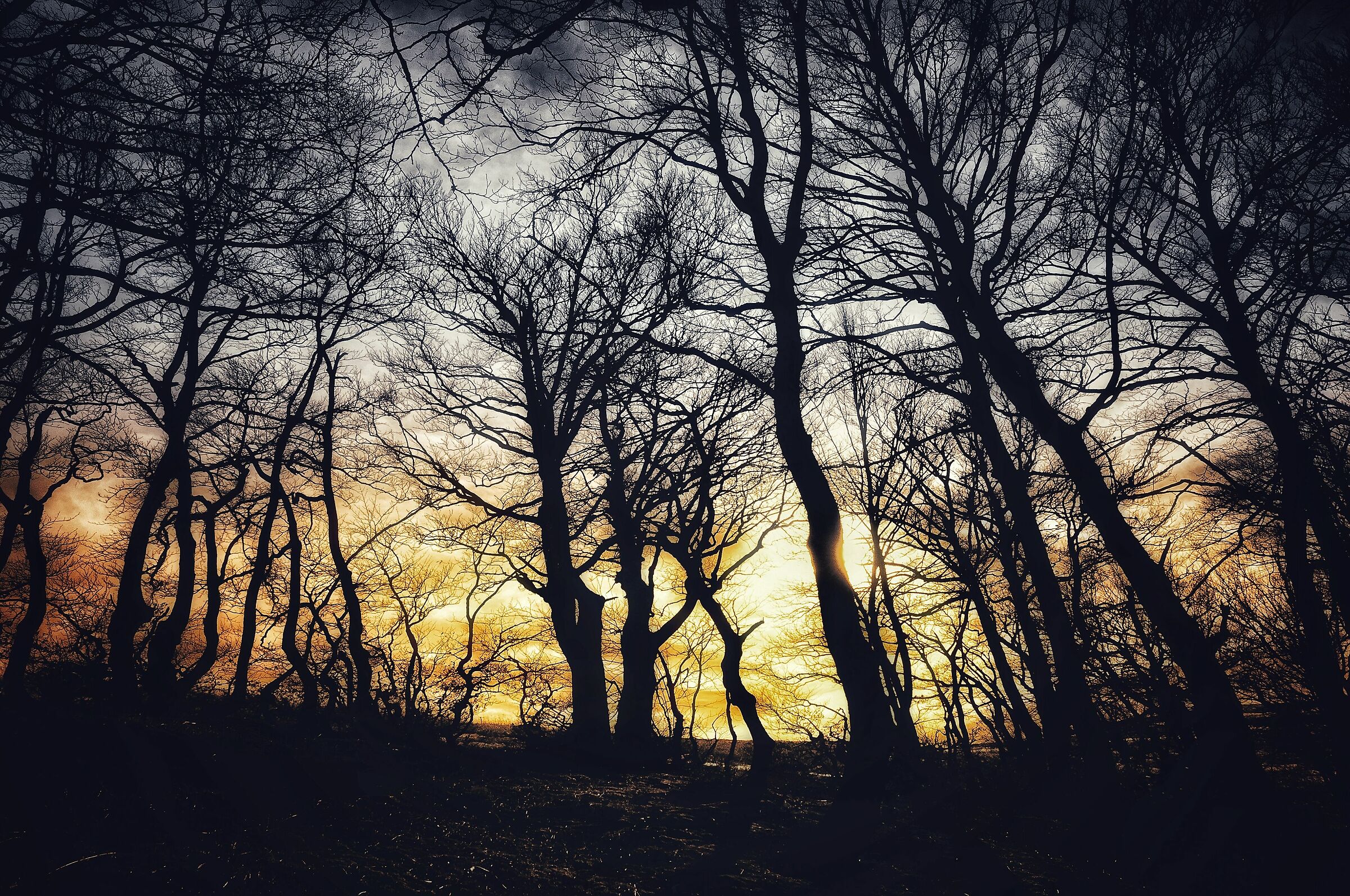 Luce oro nel faggieto