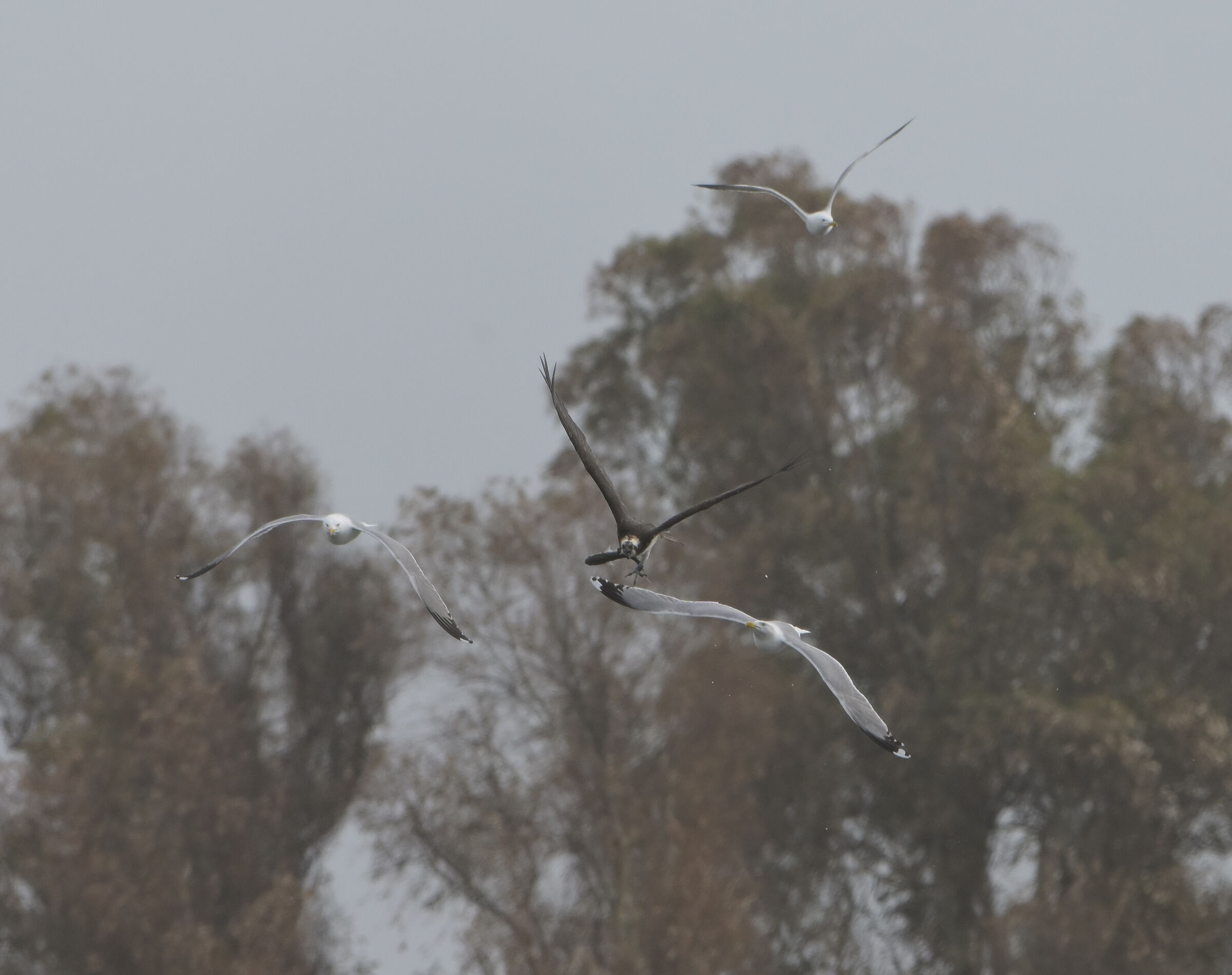 Falco pescatore in fuga