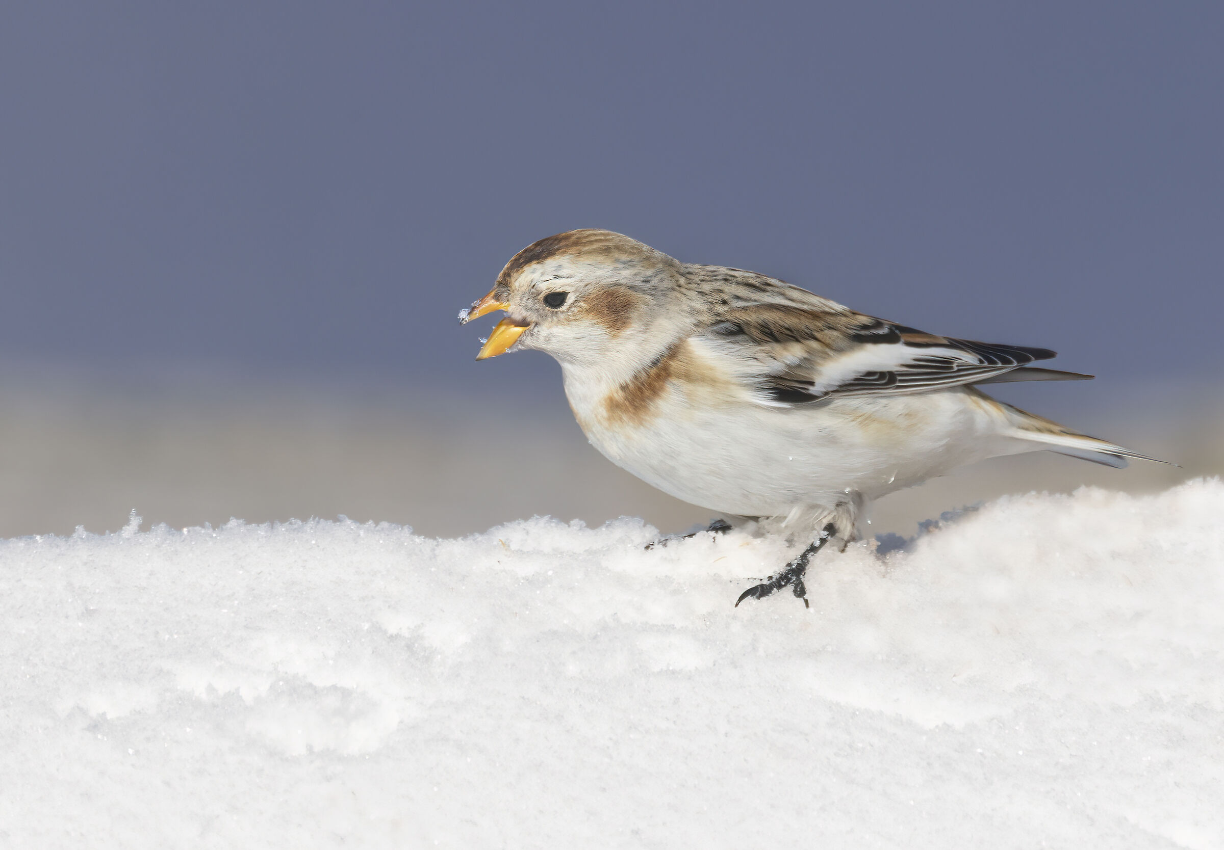 zigolo delle nevi pulisce il becco