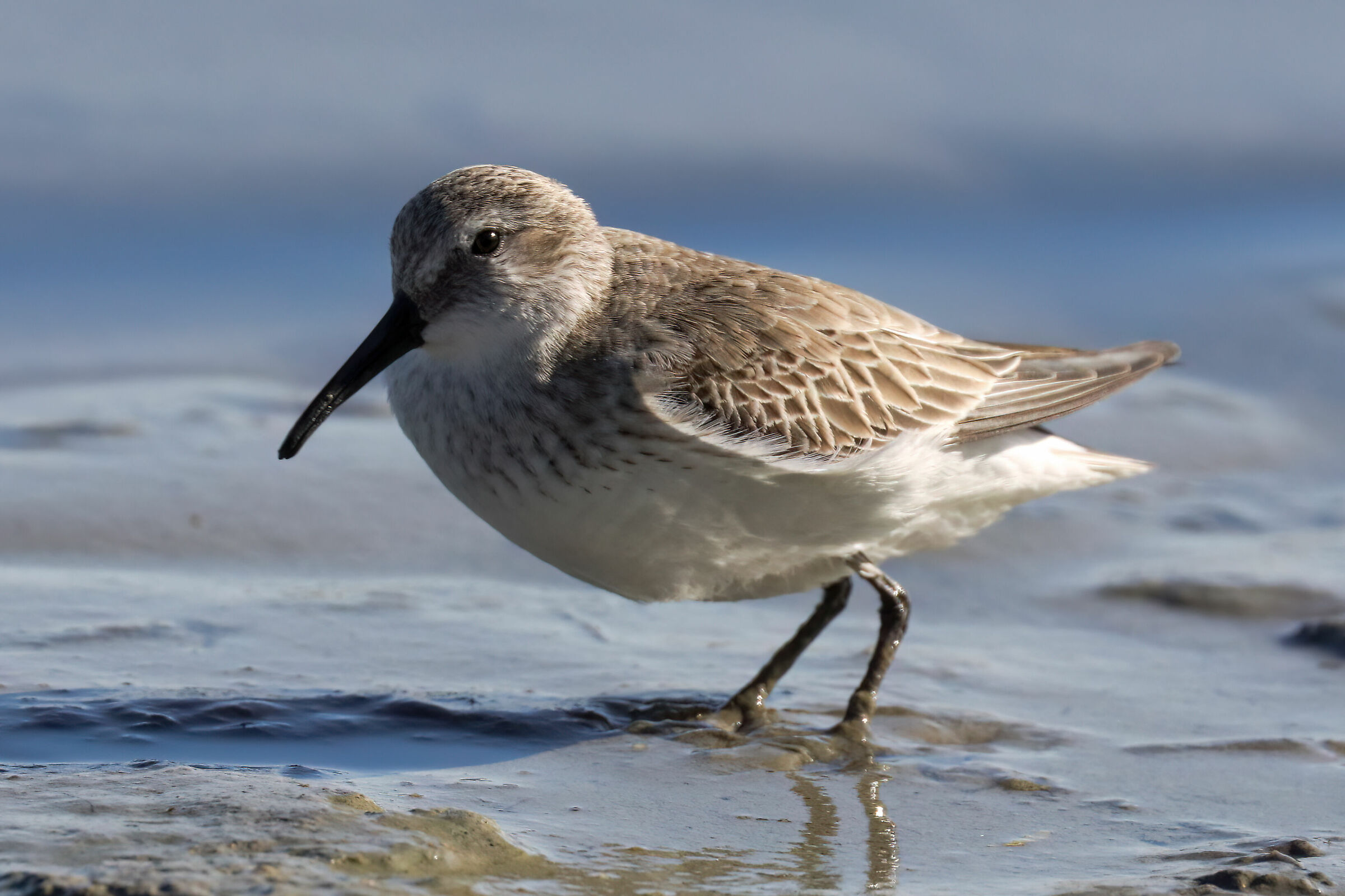 Dunlin