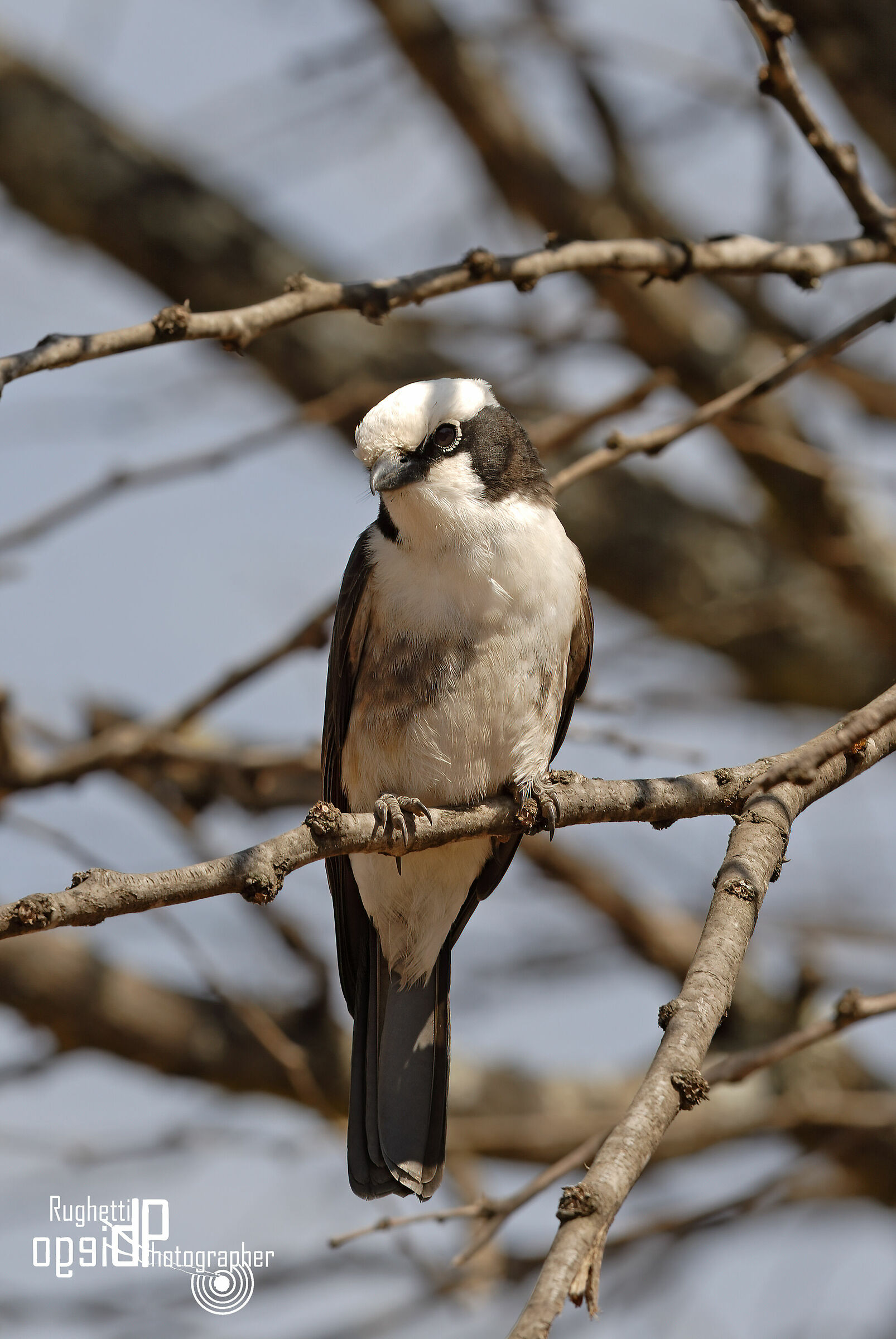 White-headed shrike