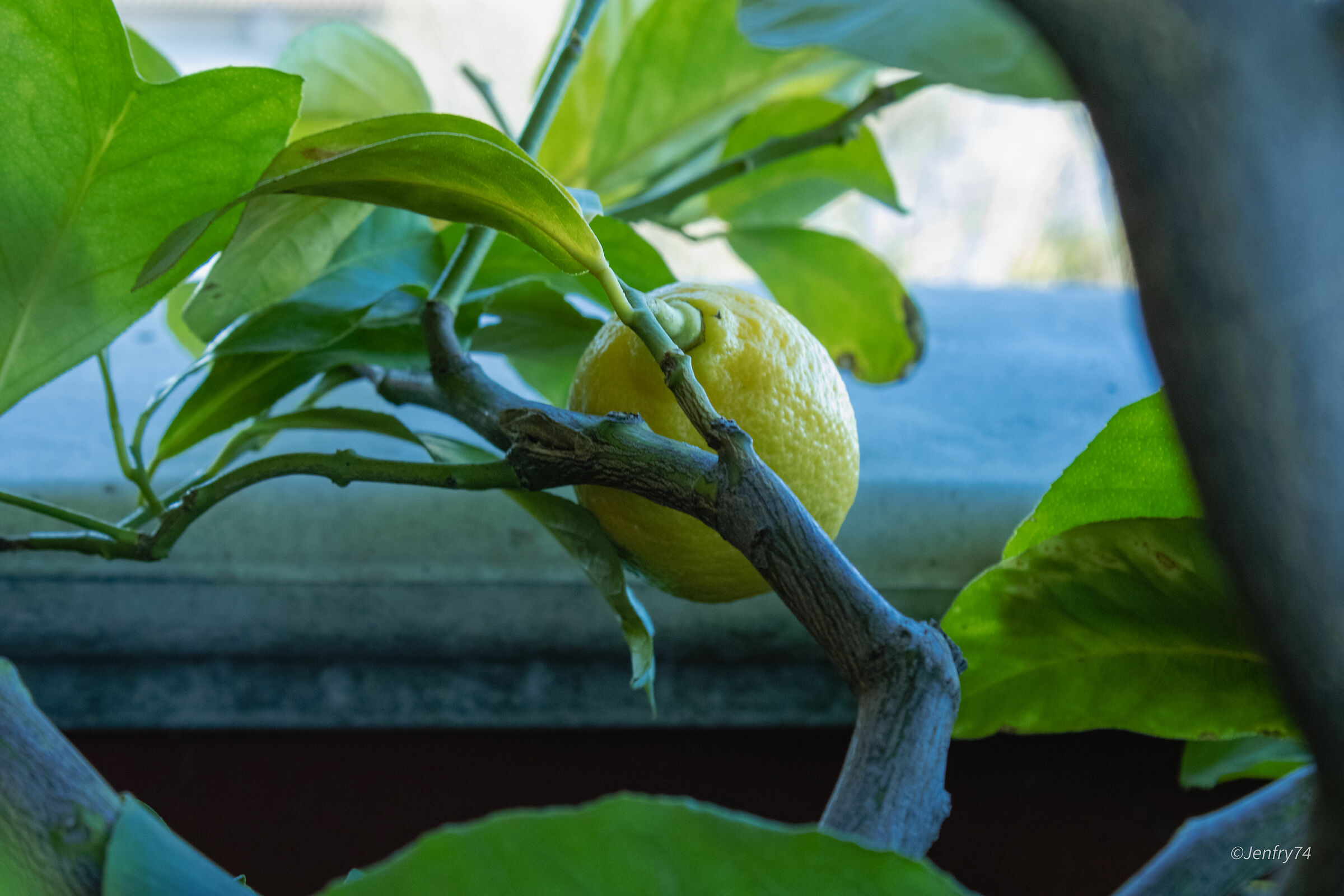 Lemon Tree