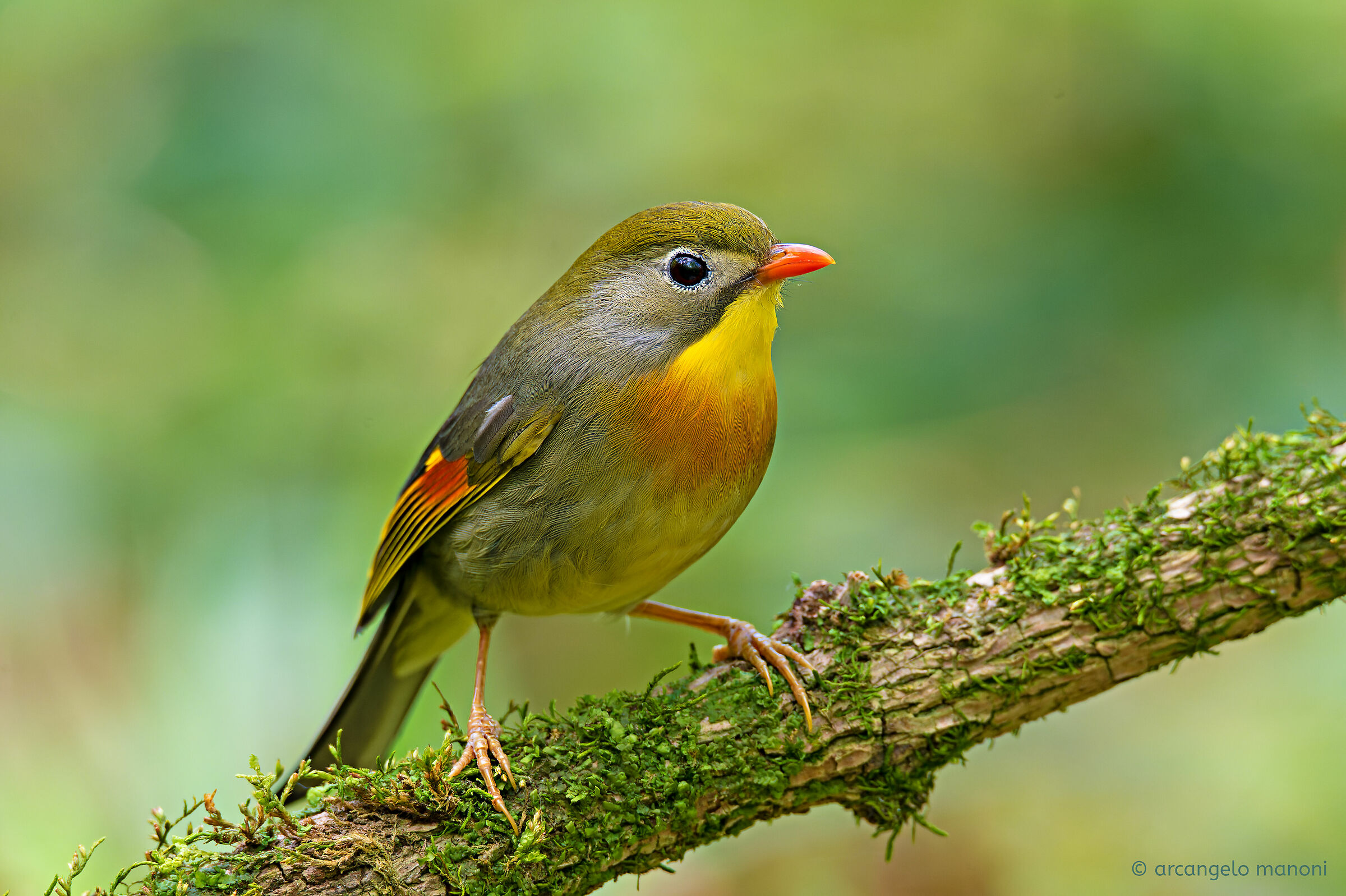 Japan's elegant nightingale