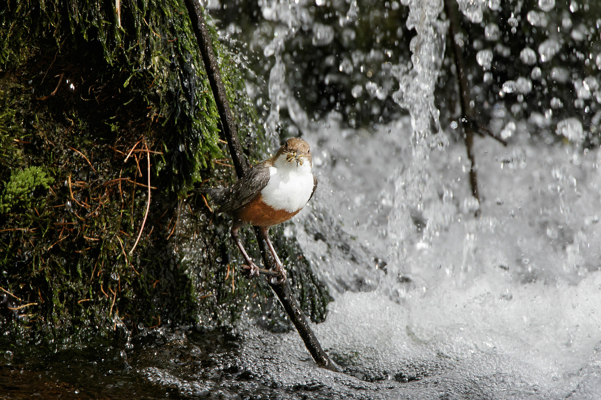 Merlo acquaiolo (Cinclus cinclus)