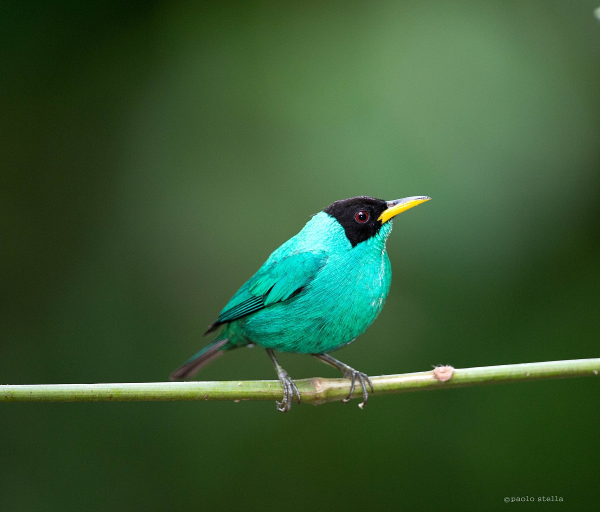 Green Honeycreeper Male
