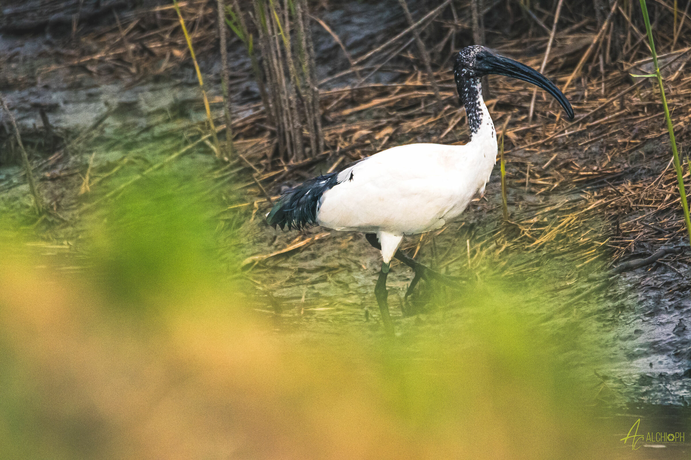 SACRED IBIS