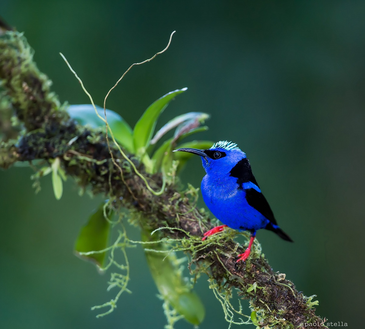 Red-legged Honeycreeper bad breeding