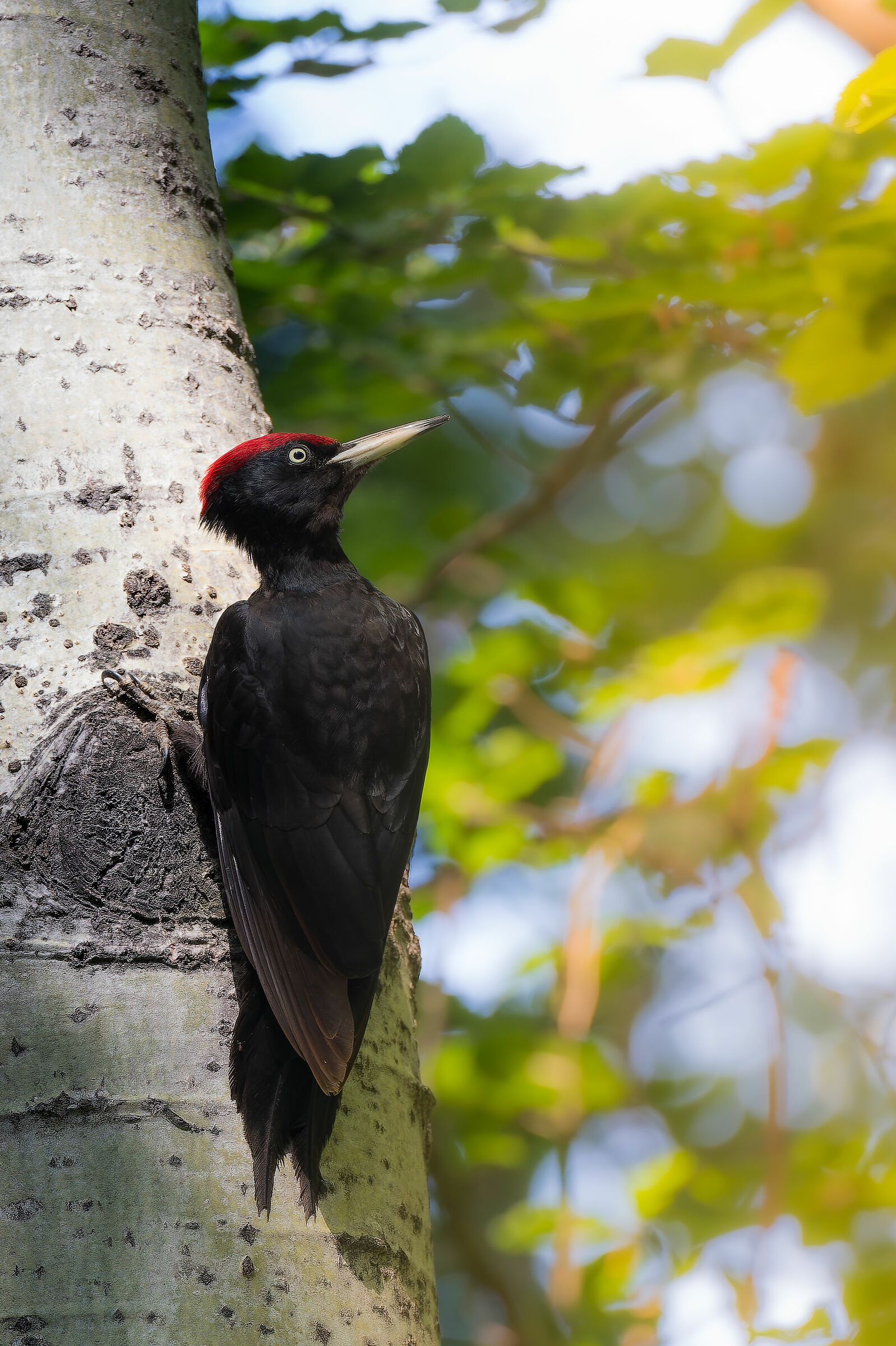 Black woodpecker
