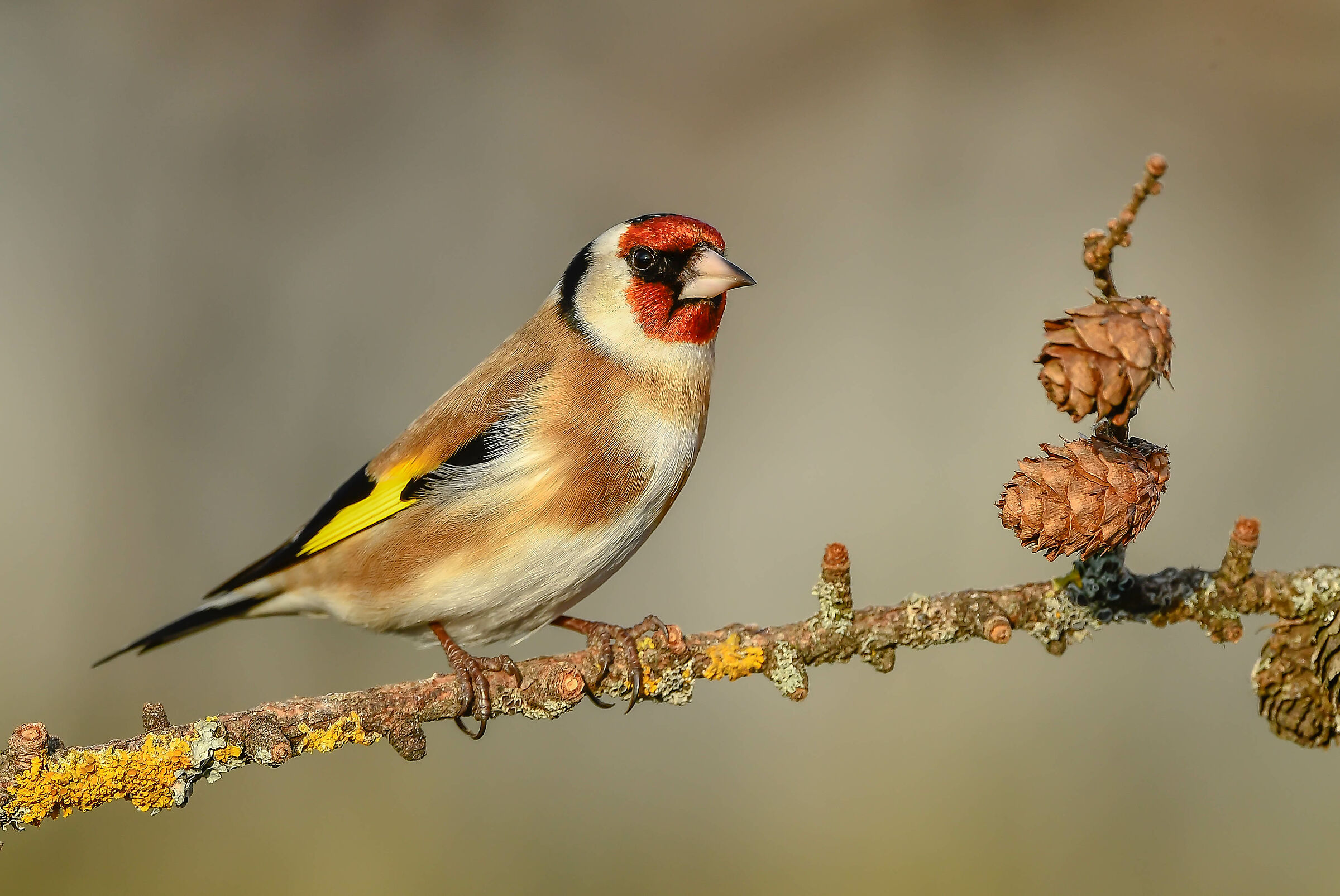 Goldfinch