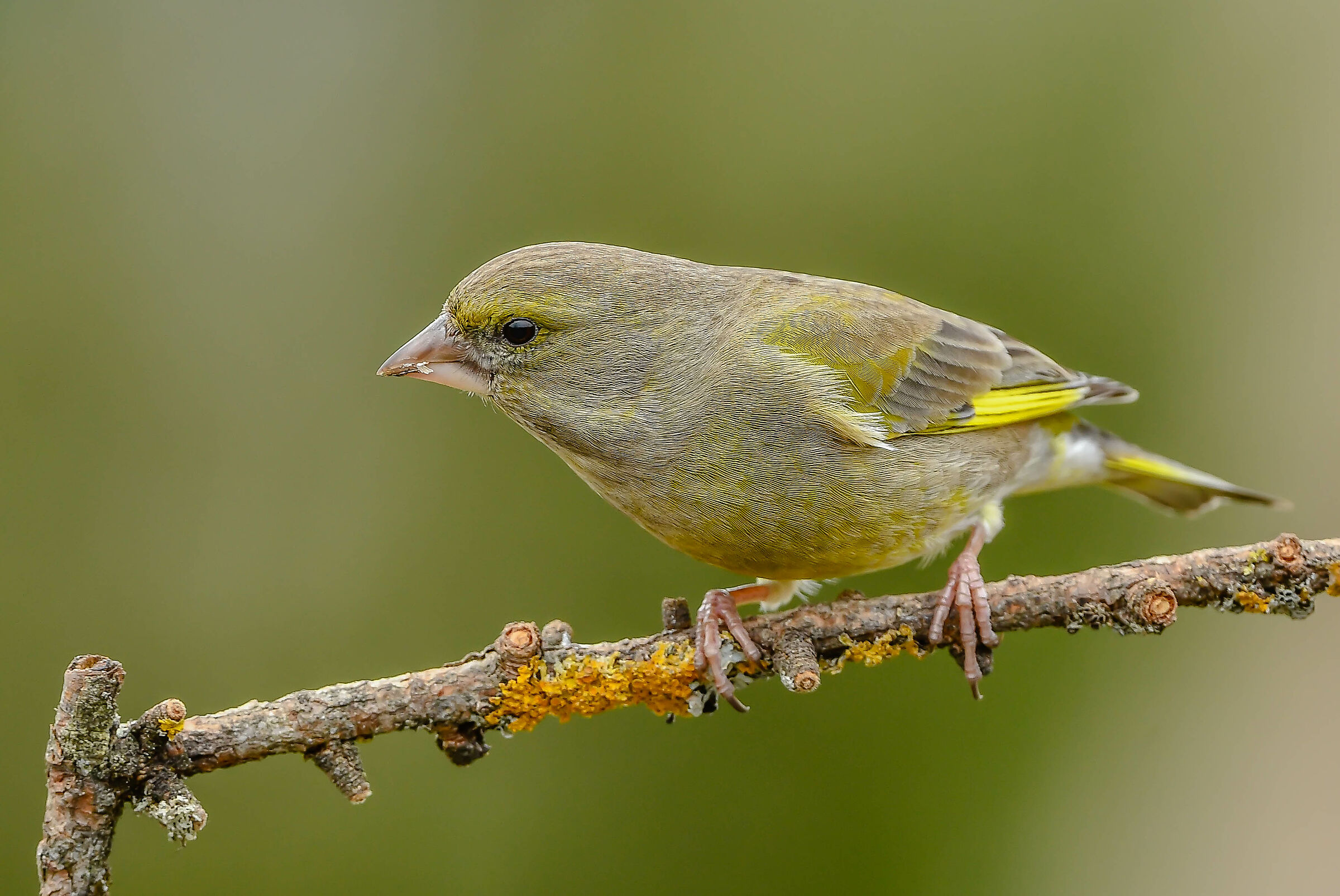 Greenfinch