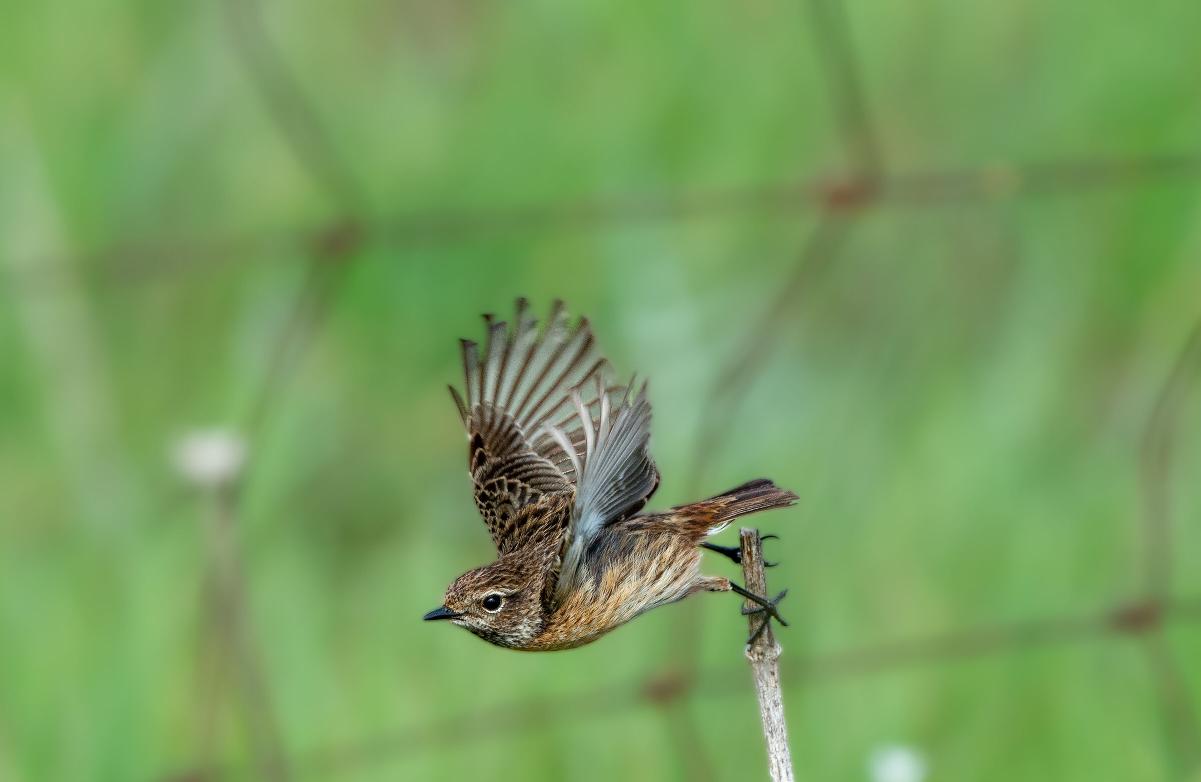 Take off of the jumpimpalo