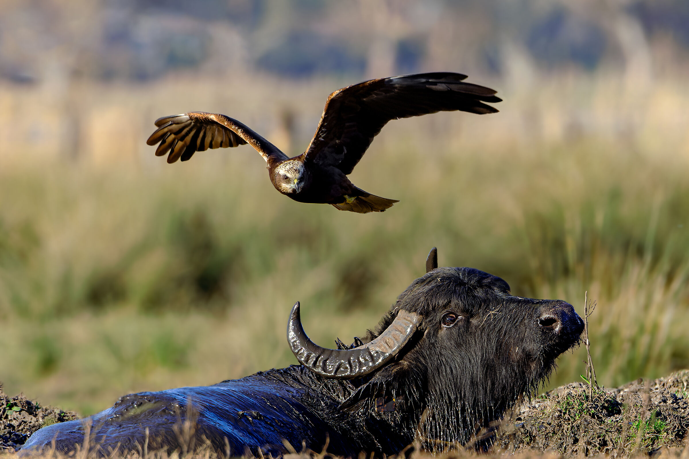The buffalo and the falcon