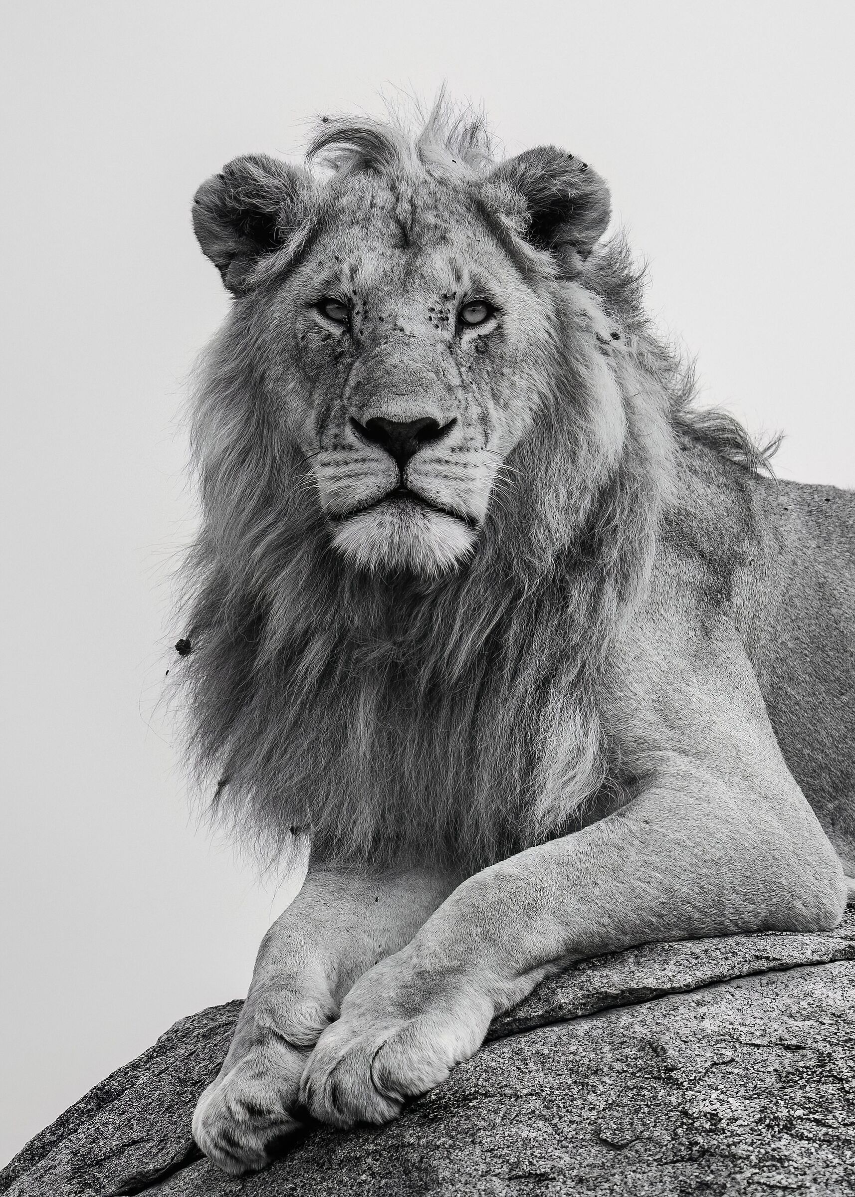 Il Re (Panthera leo)