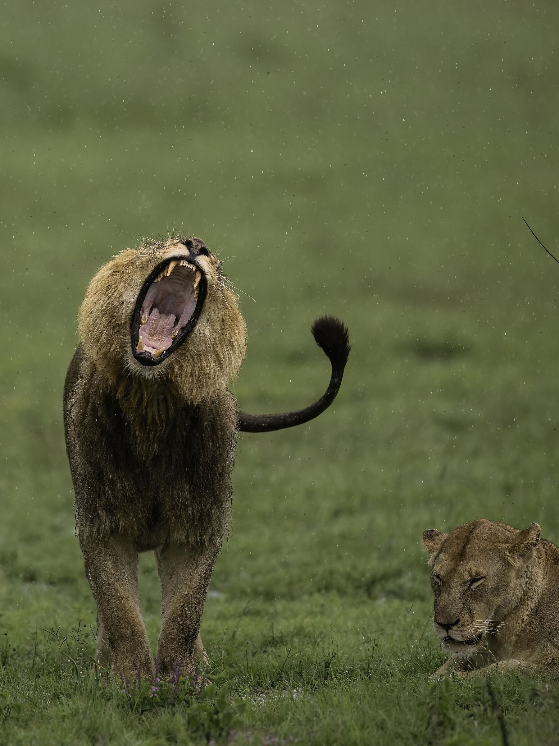 Lo sbadiglio sotto la pioggia