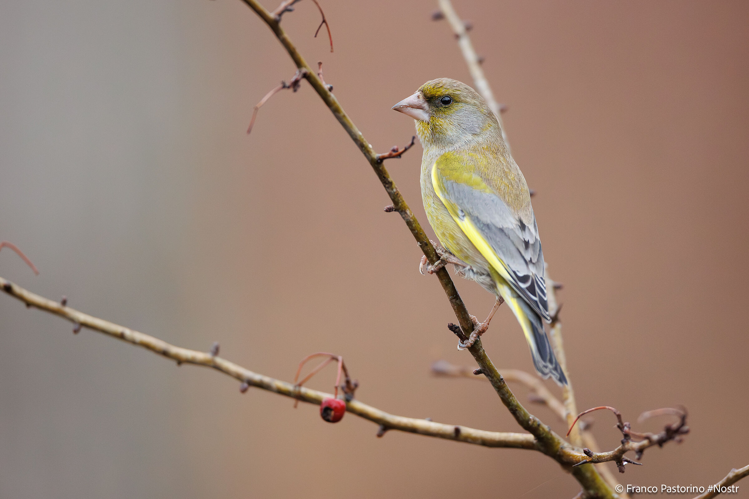 Greenfinch