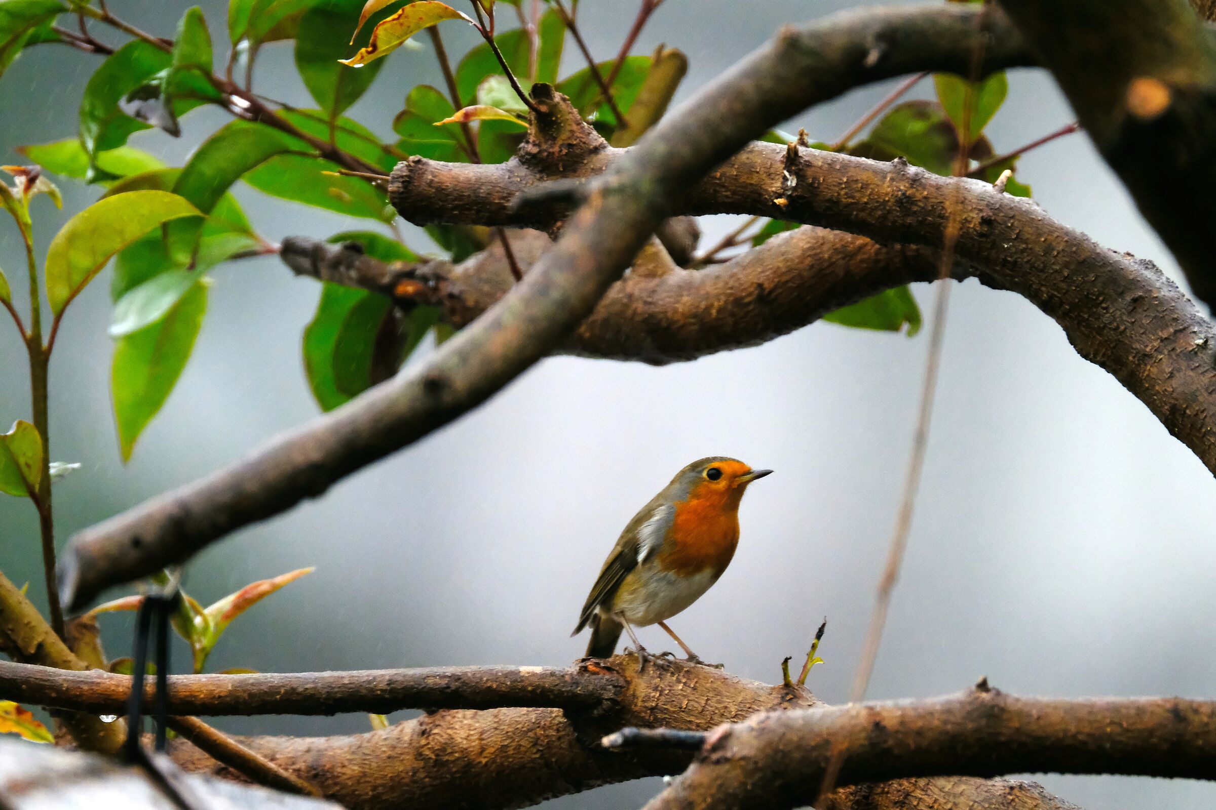 Erithacus rubecula - "Robin"