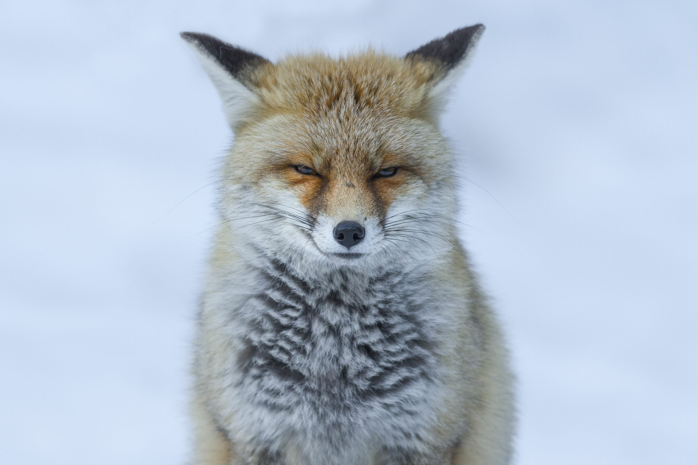 Fox posing