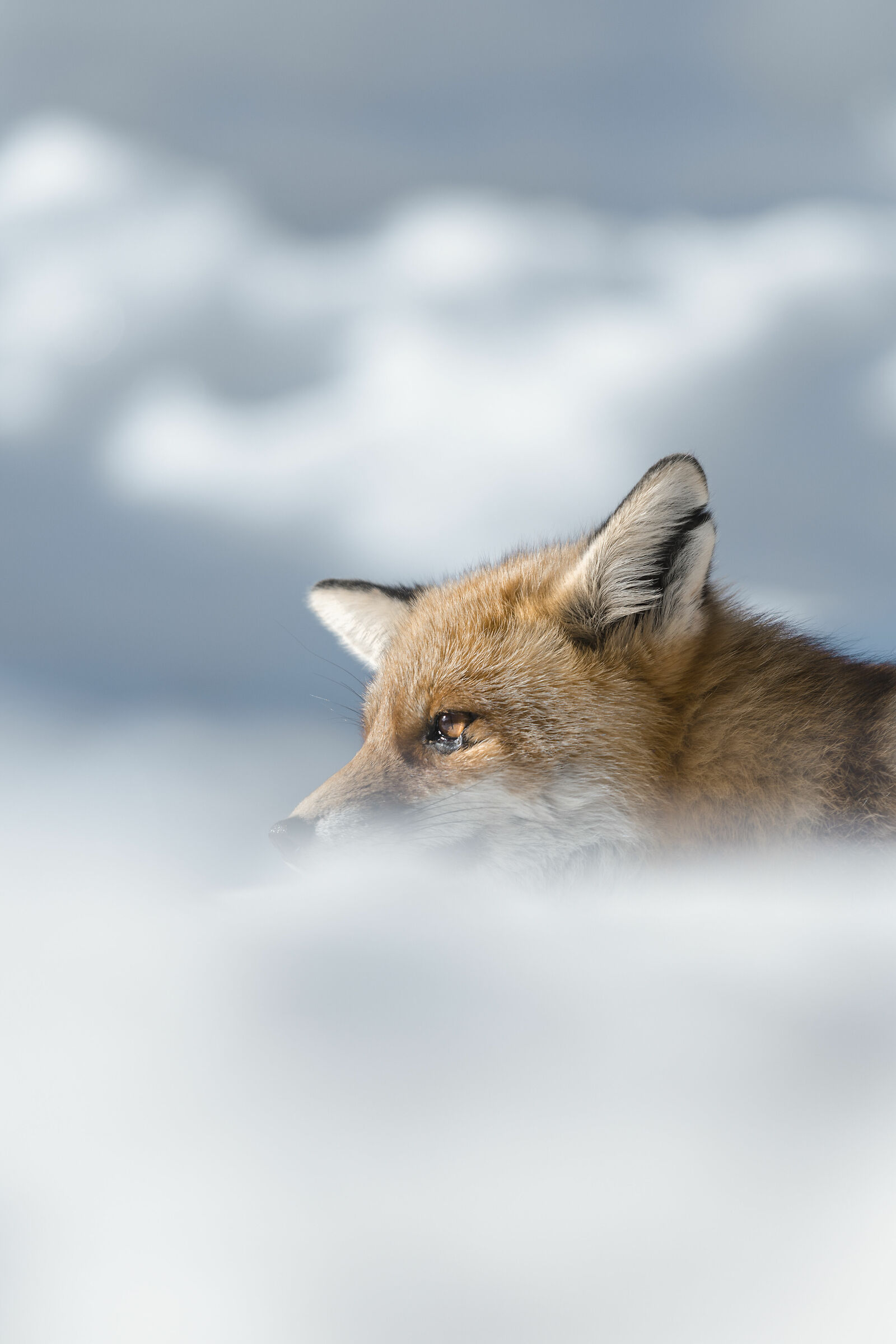 Volpe nella neve