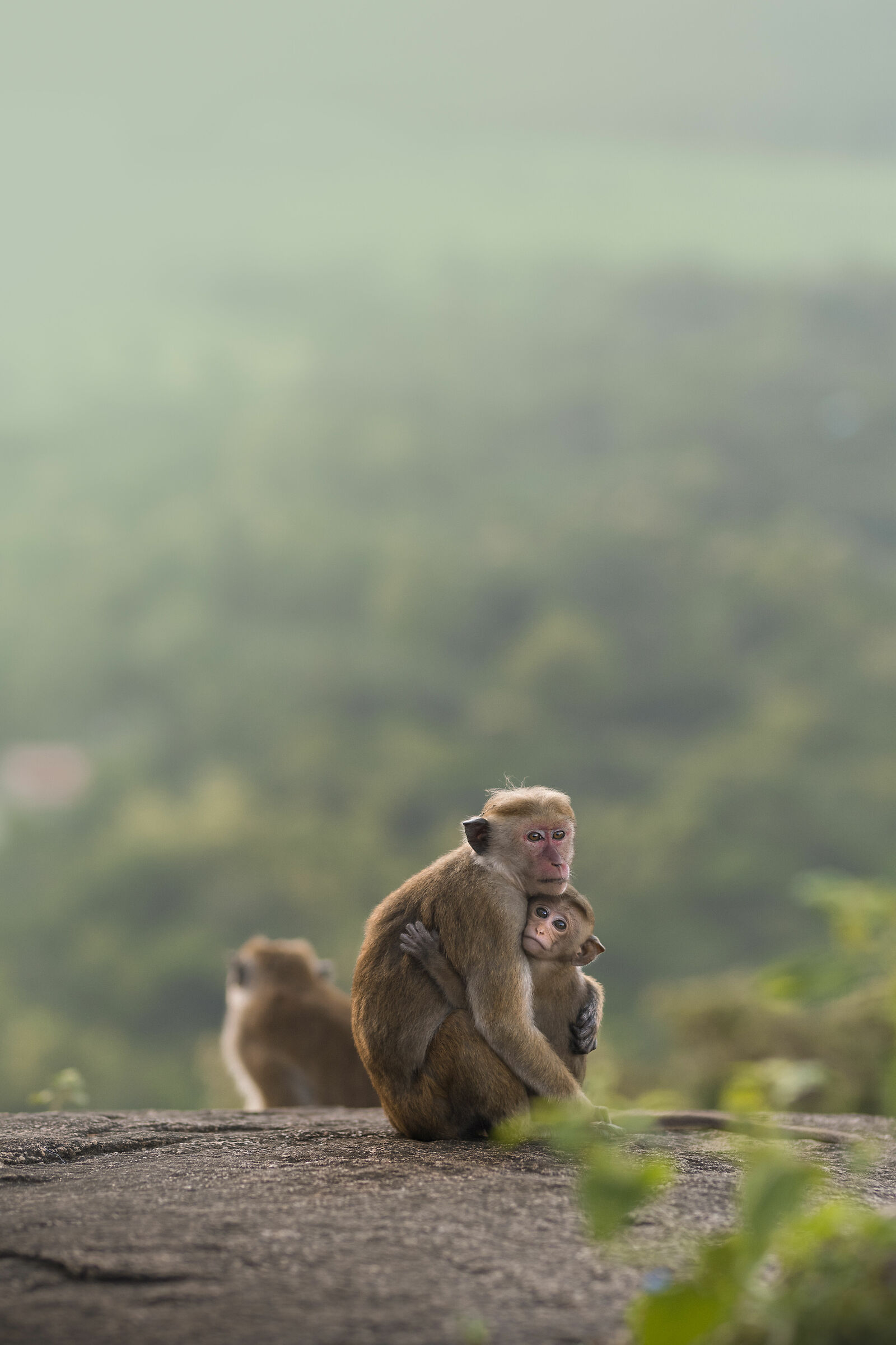 Monkeys at dawn