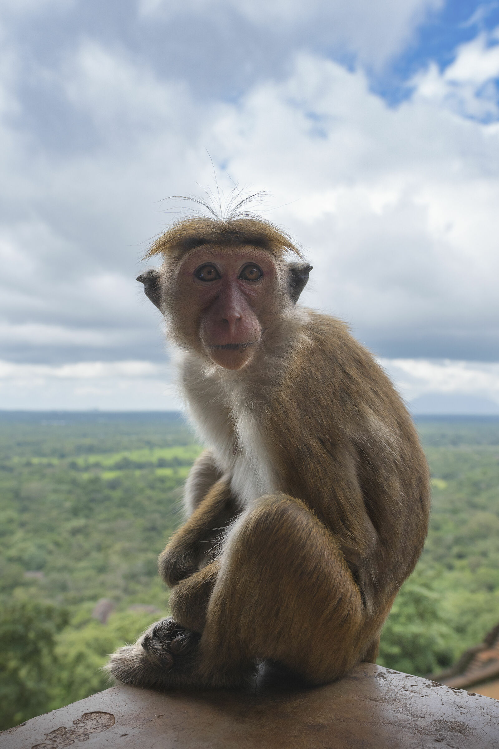 sigiriya monkey