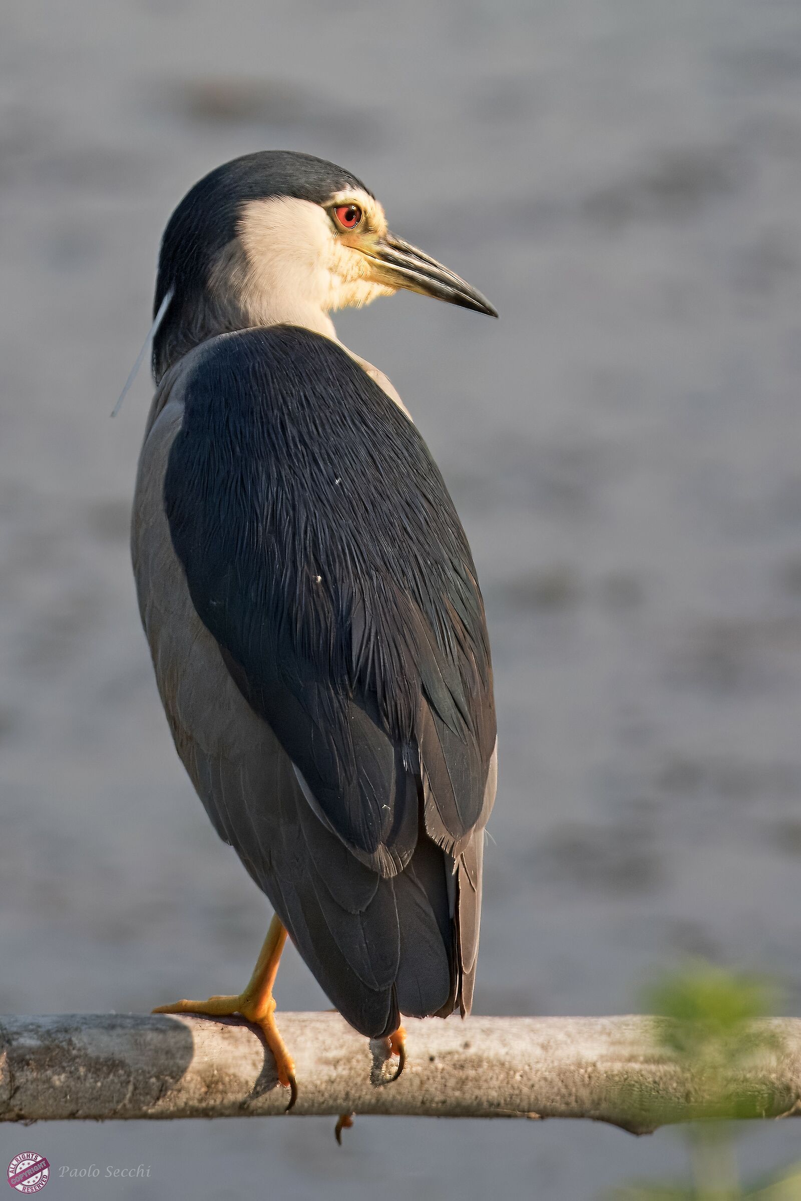 The smile of the night girl