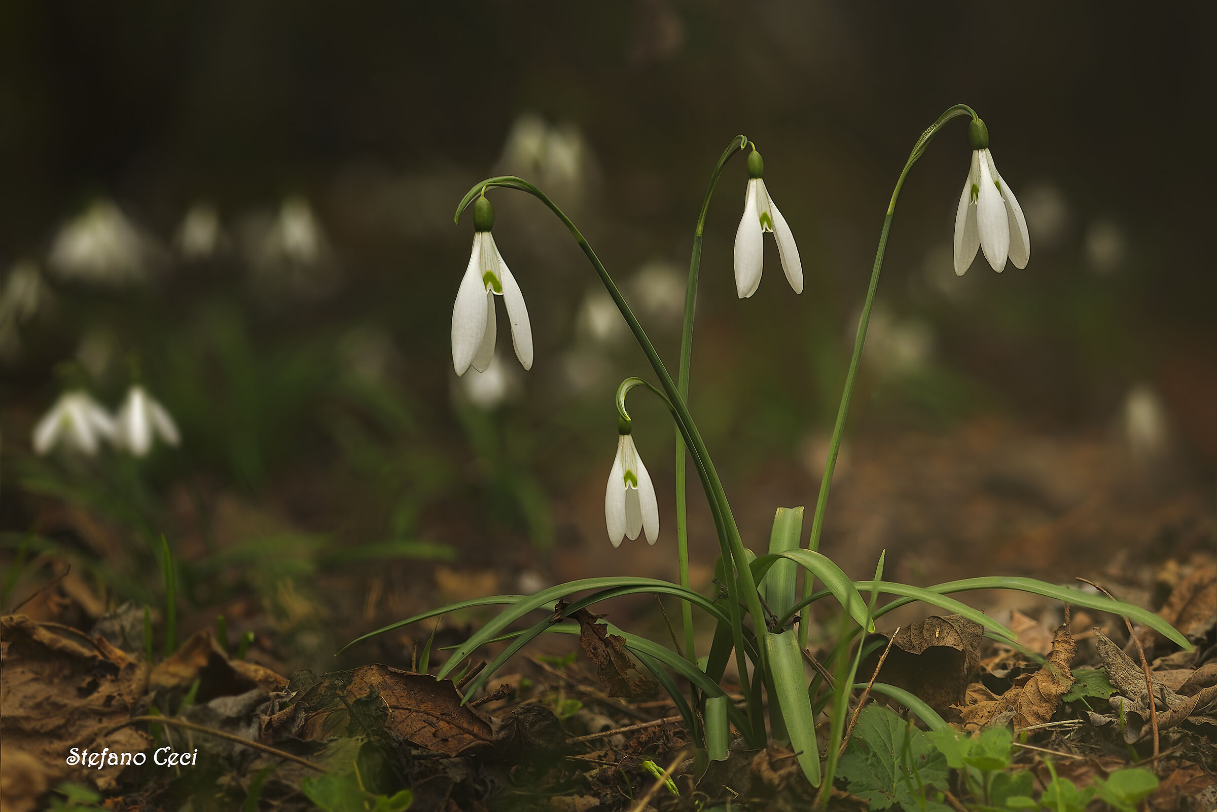 Galanthus Nivalis