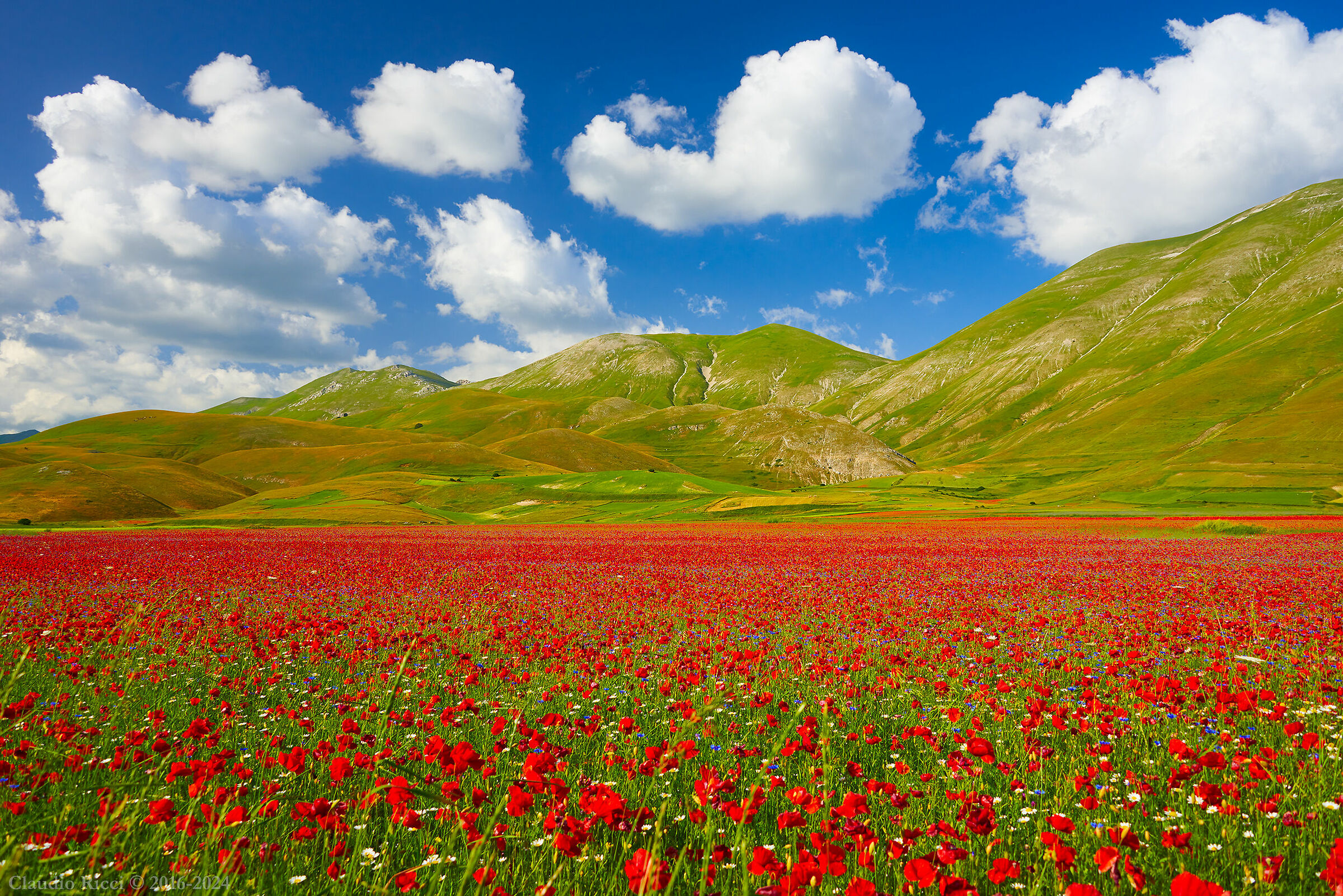 Fioritura ai Piani di Castelluccio