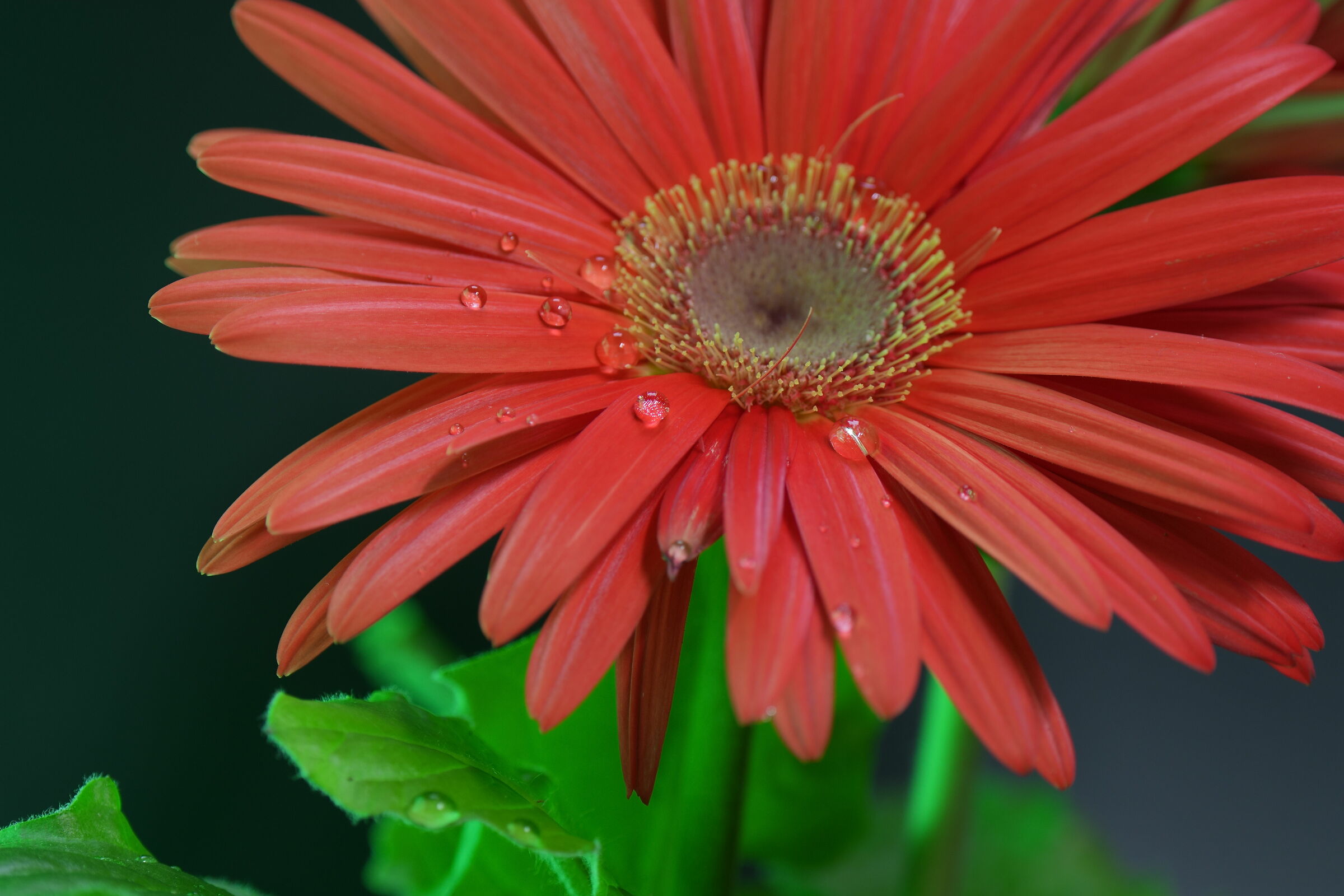 Gerbera