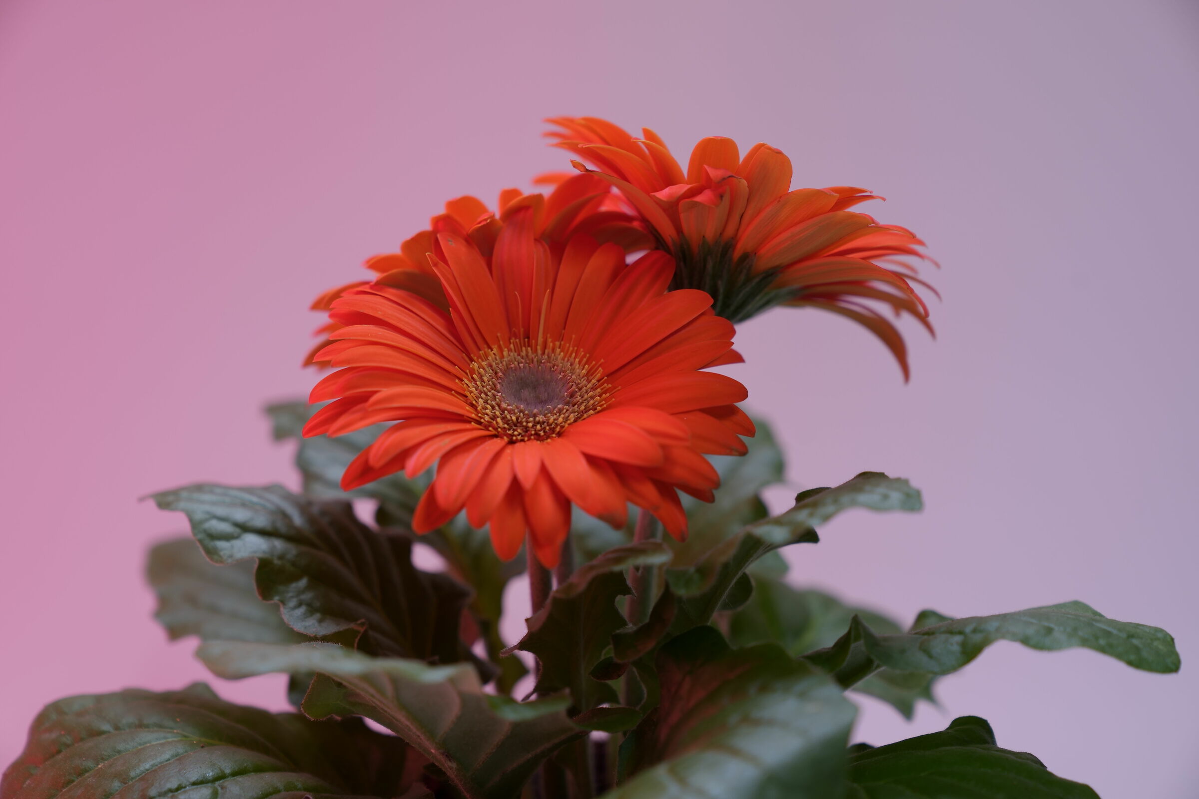 Gerbera