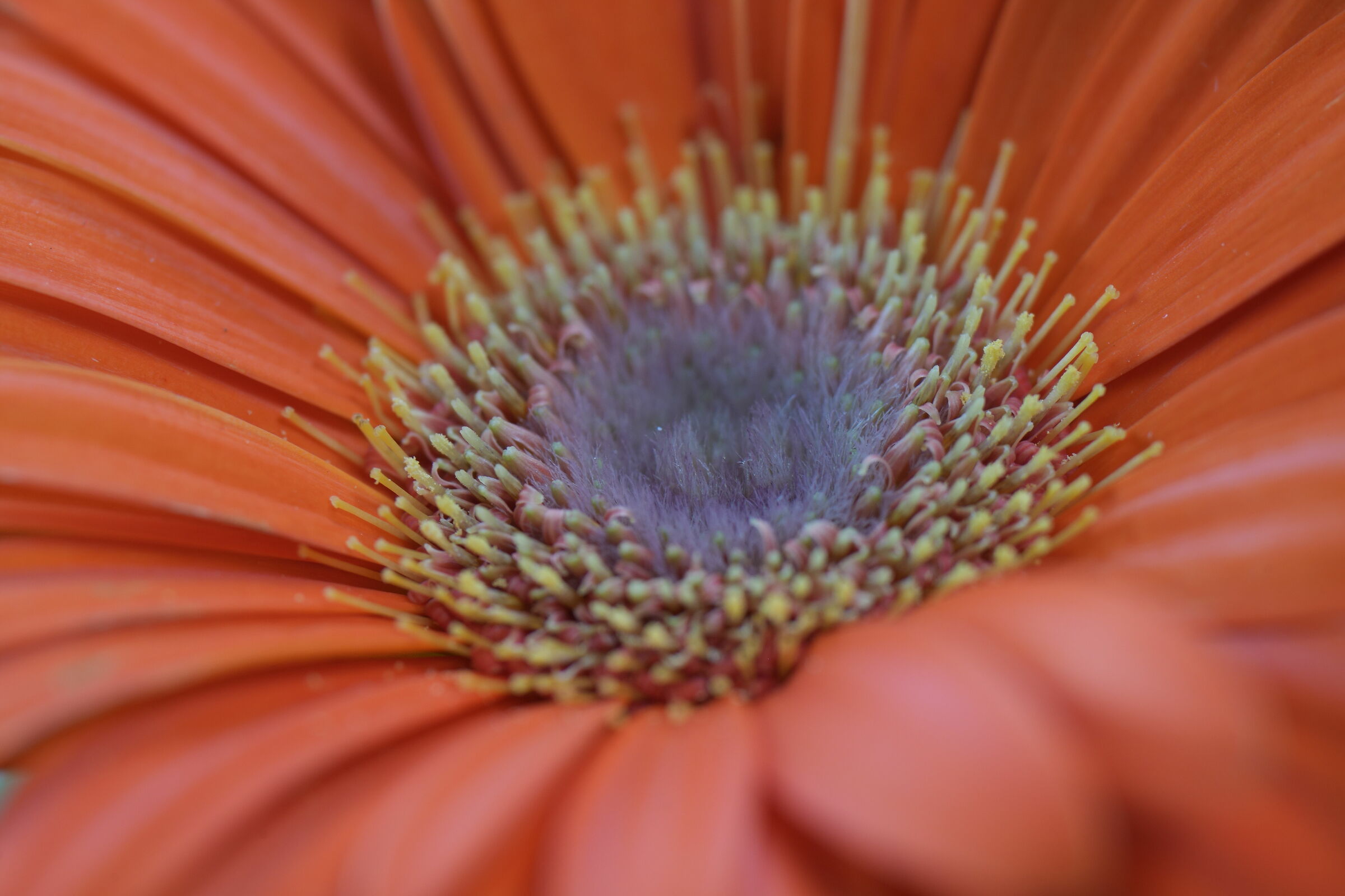 Gerbera