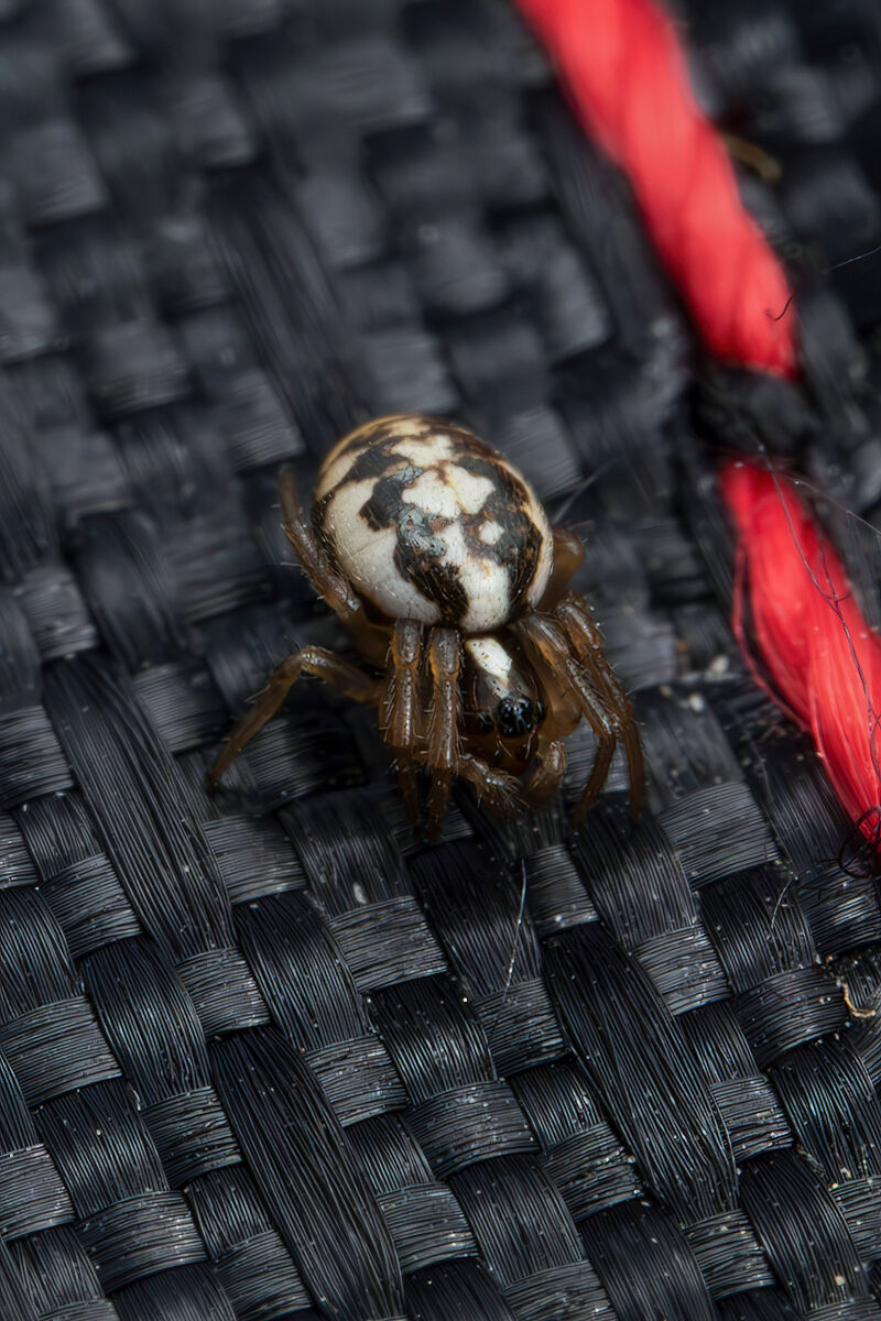 Araneidae sp.