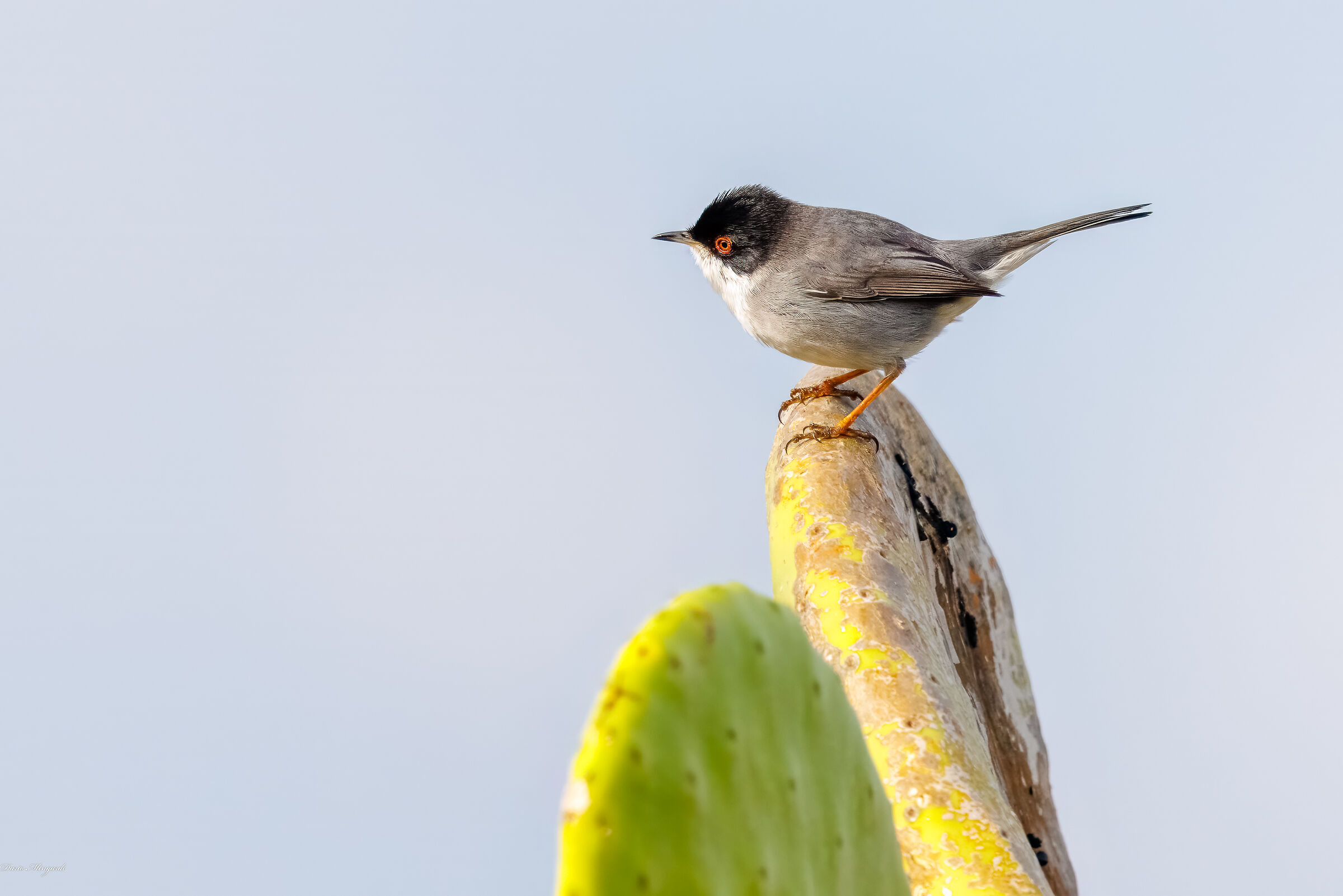 Occhiocotto sul fico...d'India