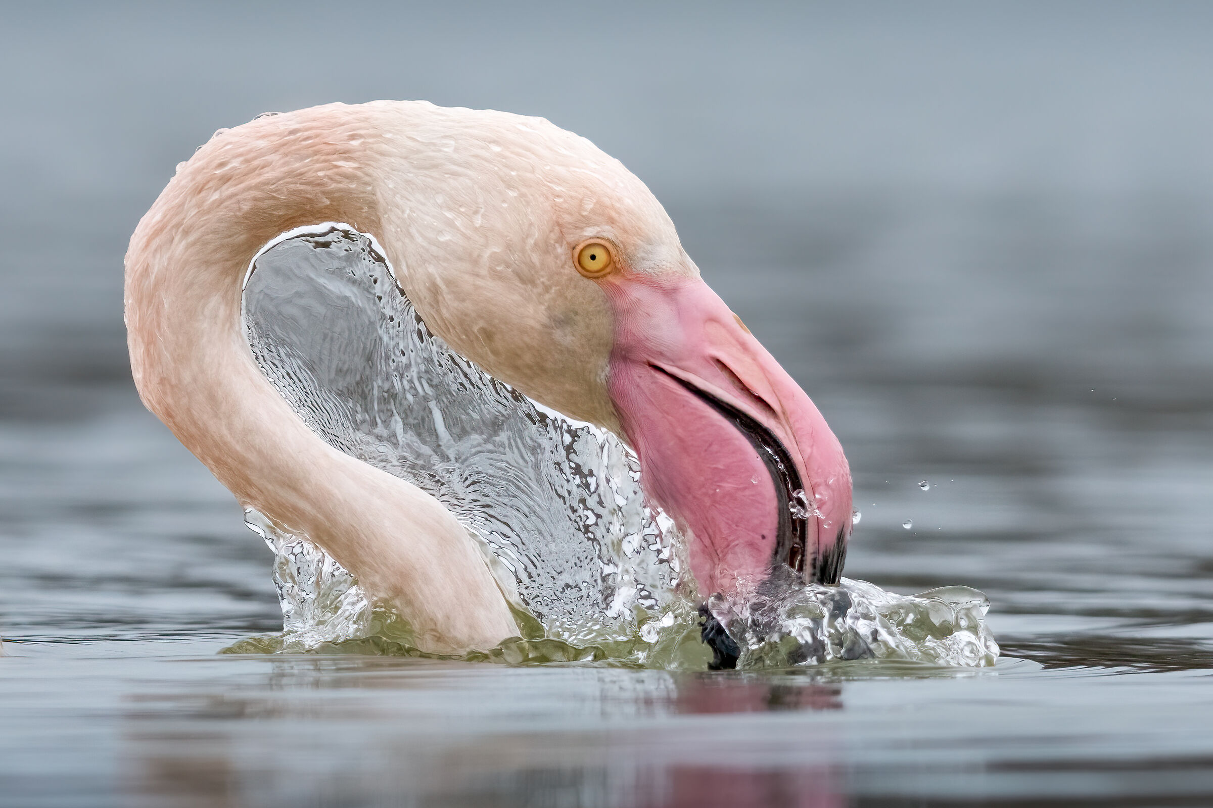 Flamingo (Phoenicopterus roseus)