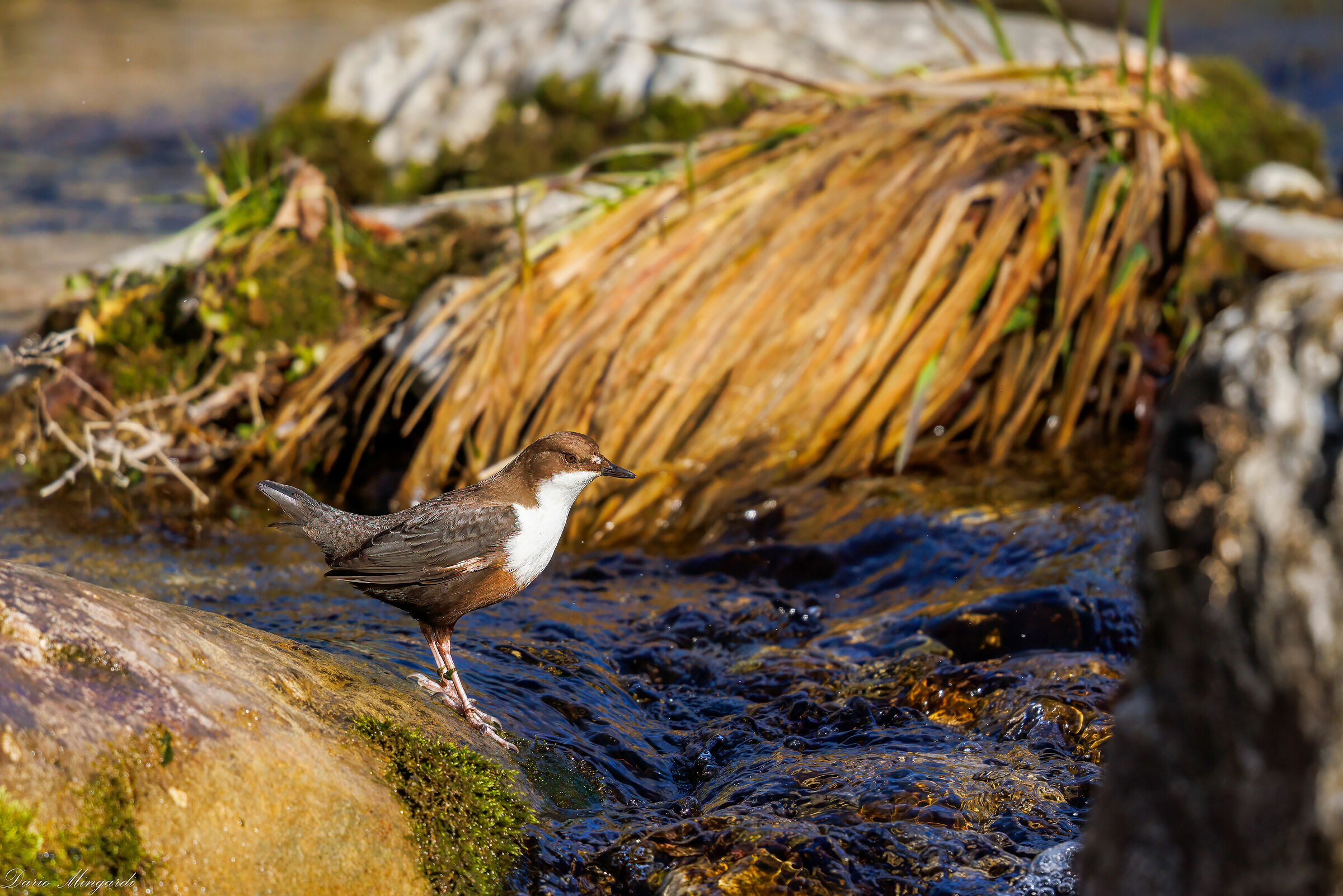White-throated dipper