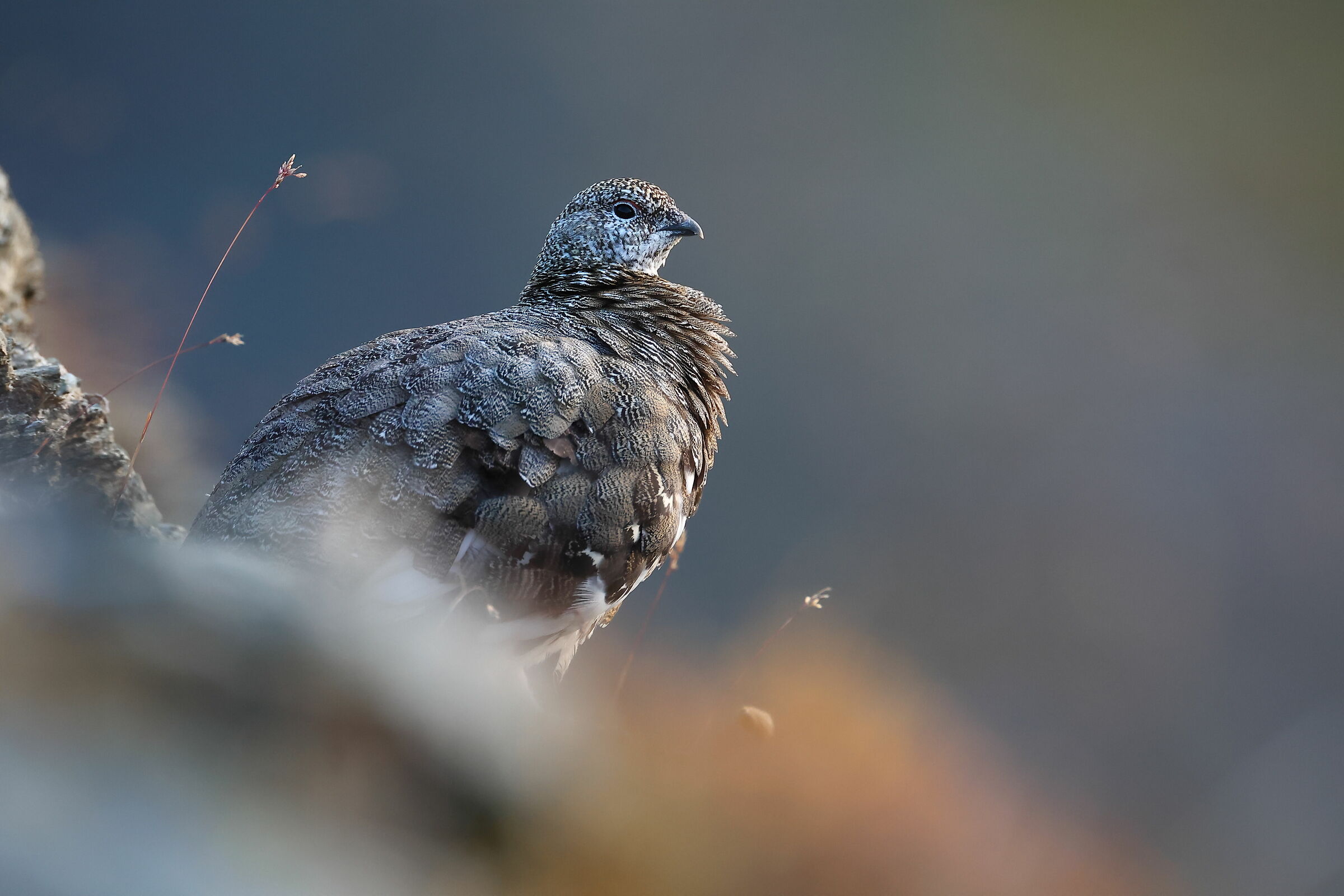 Ptarmigan
