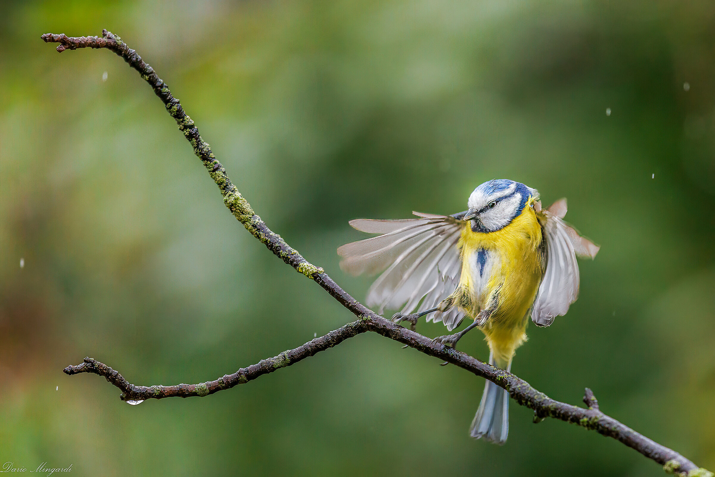 Cinciarella in arrivo sotto la pioggia
