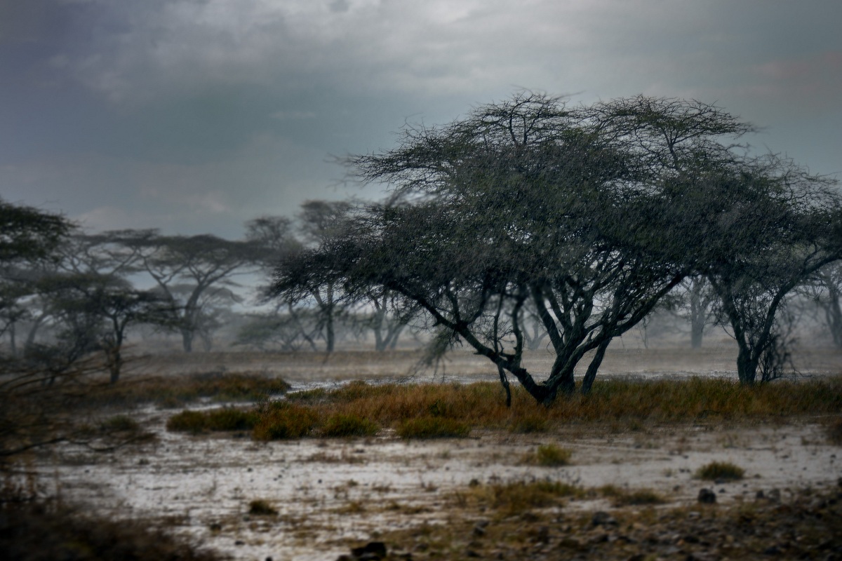 Diluvio sul Serengeti